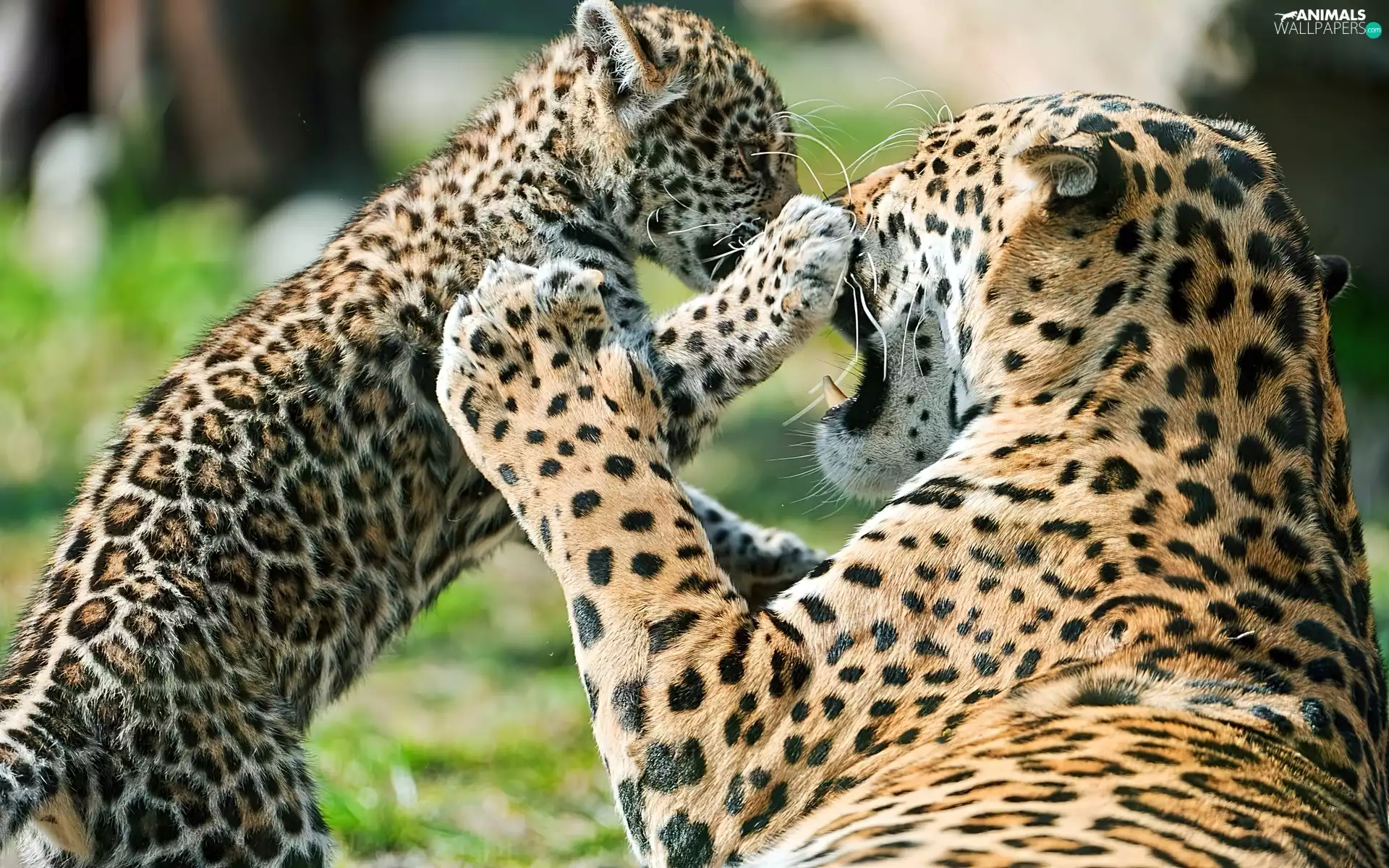 young, Jaguars, female