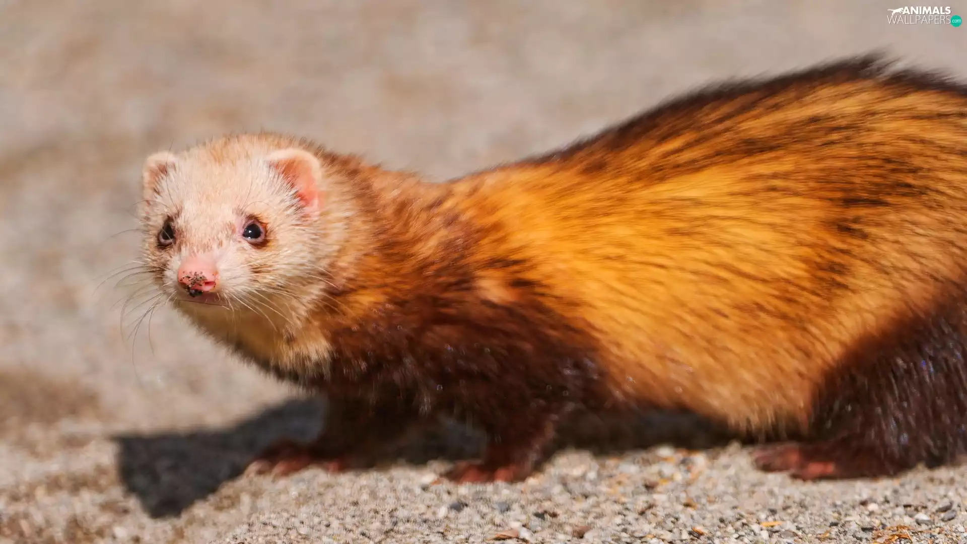 young, ferret