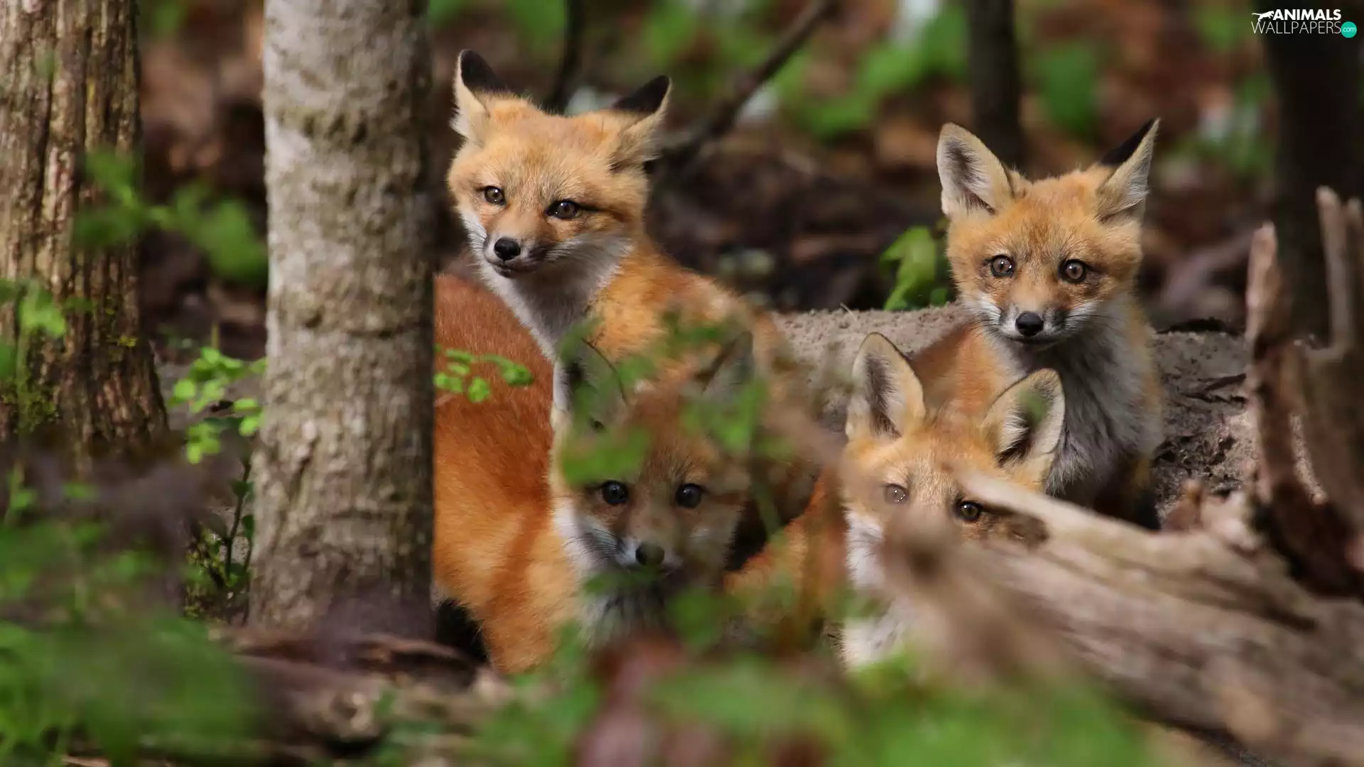four, fox, trees, young