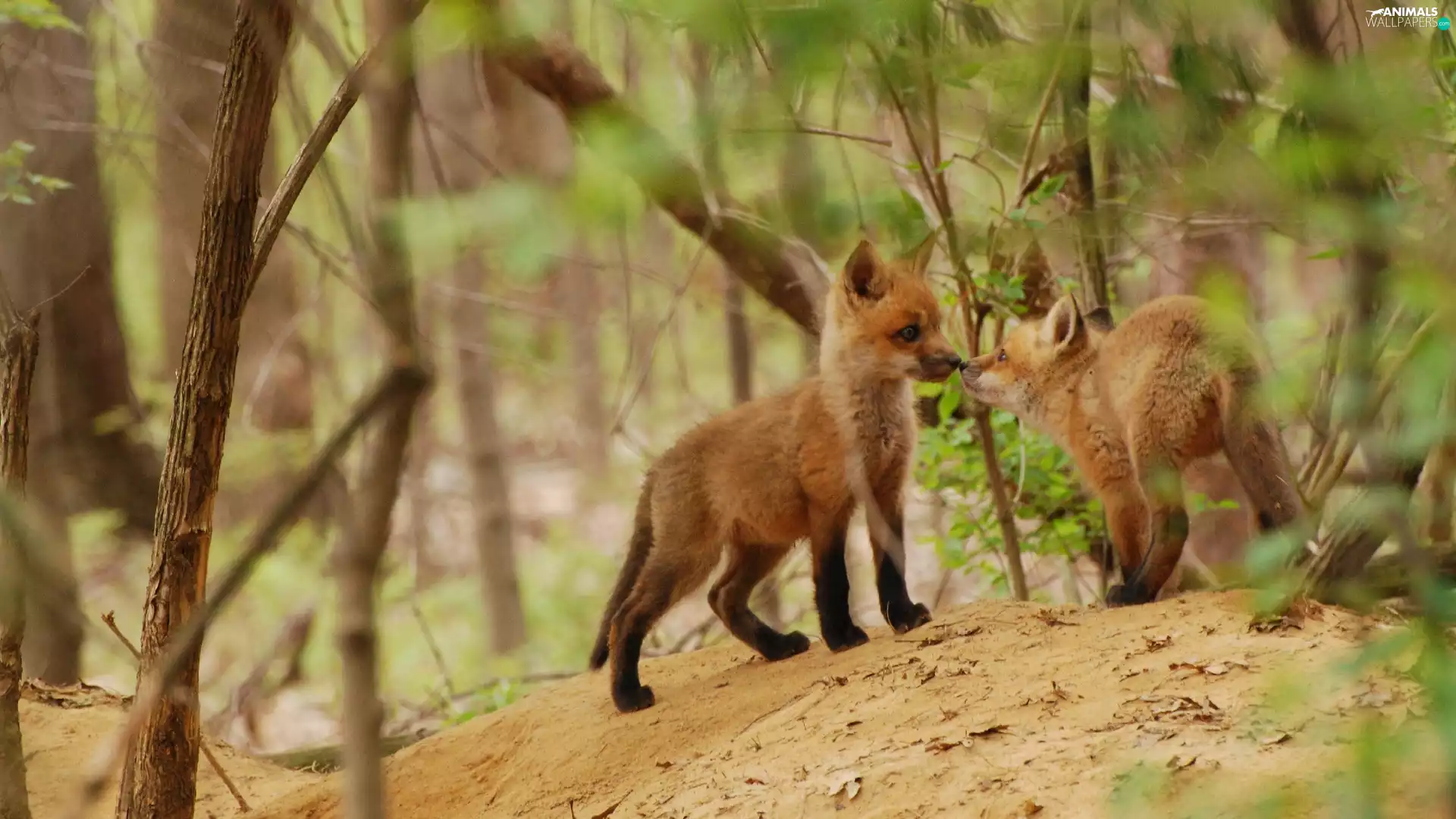 fox, Two cars, young