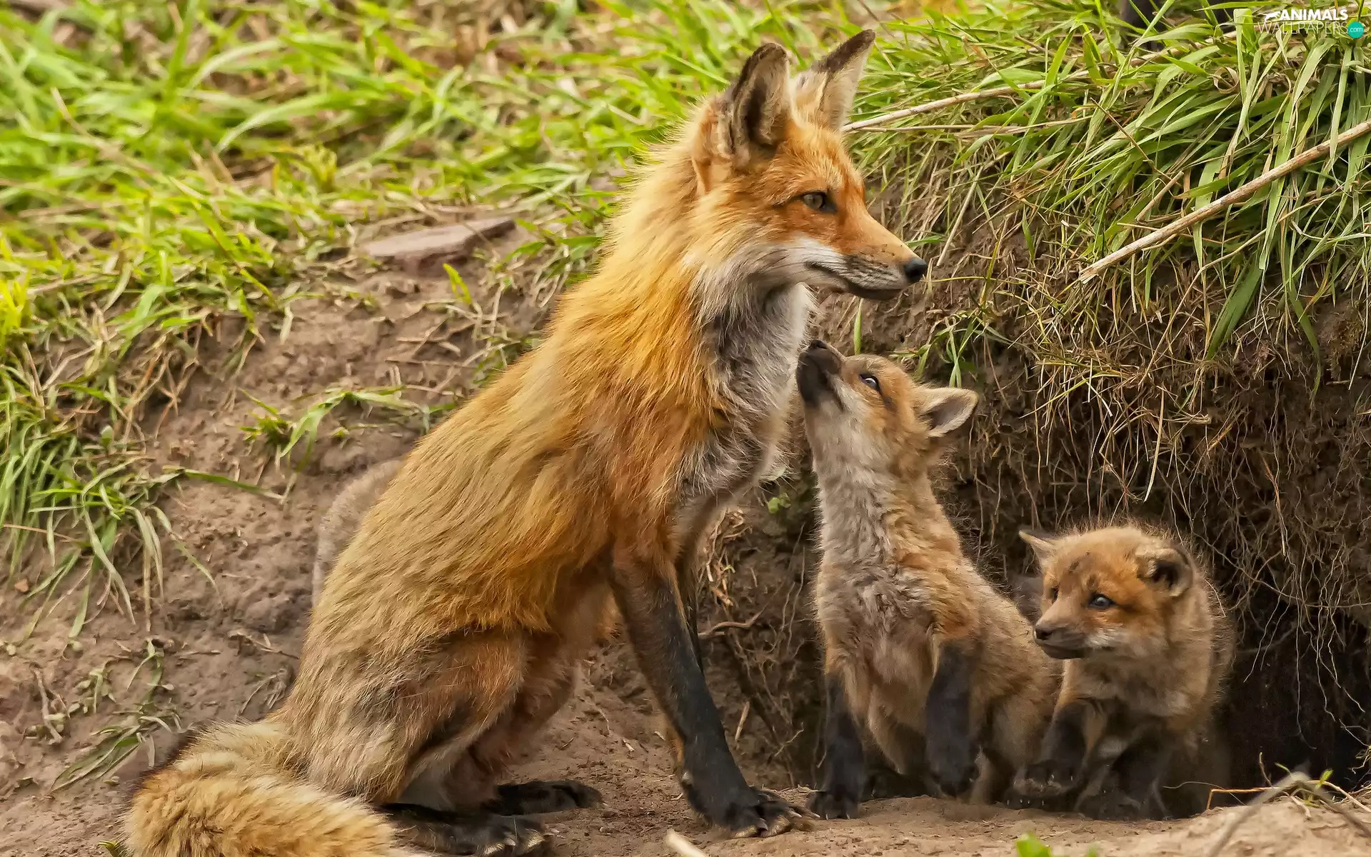 young, mother, Fox