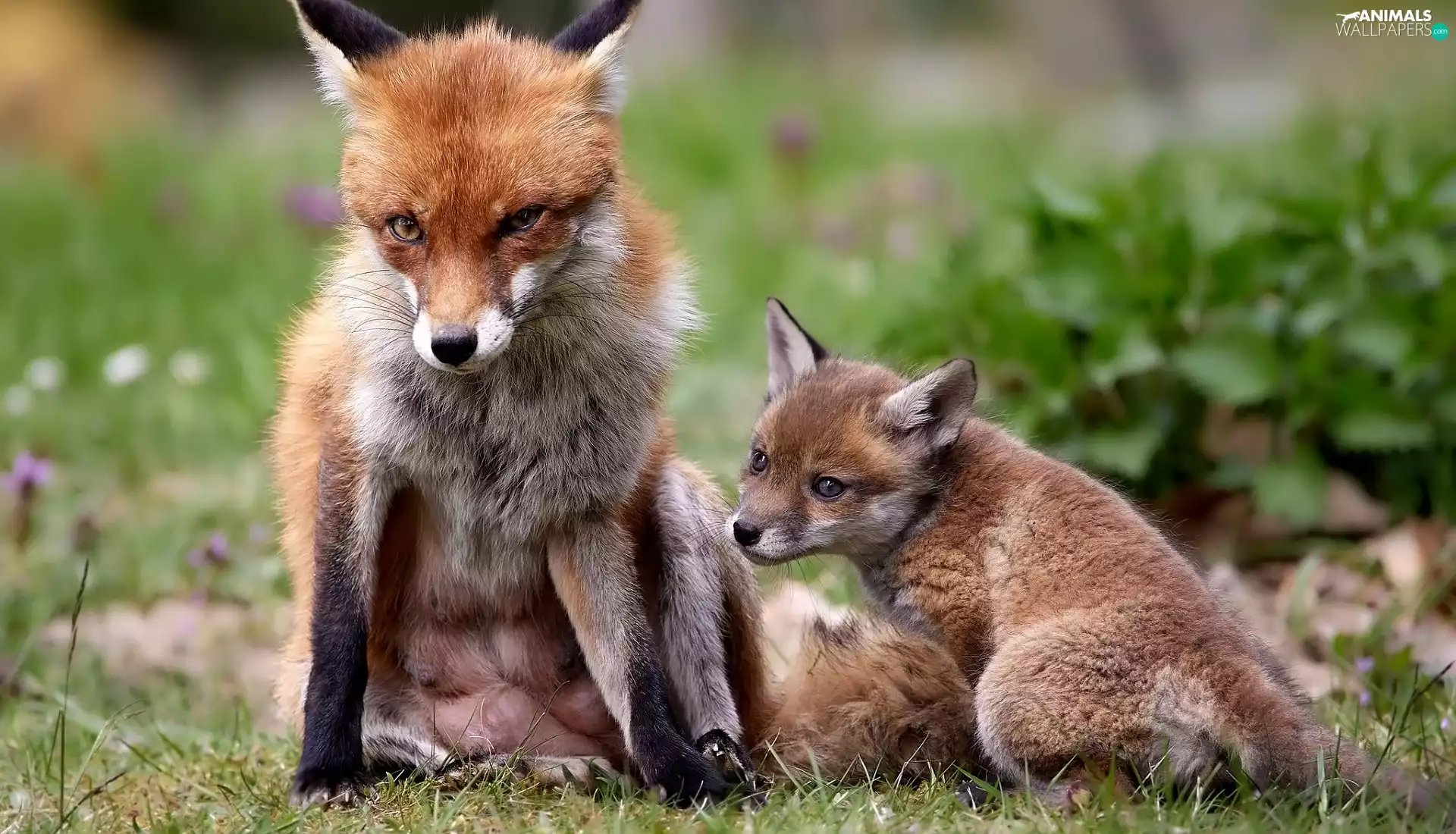 fox, mother, Plants, young