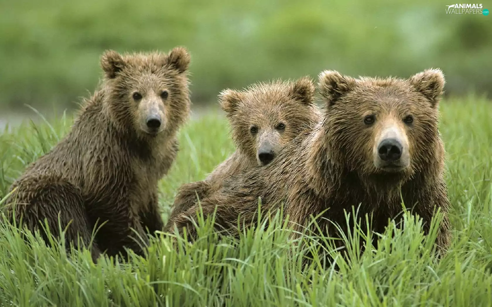 mother, young, grass, teddy bear