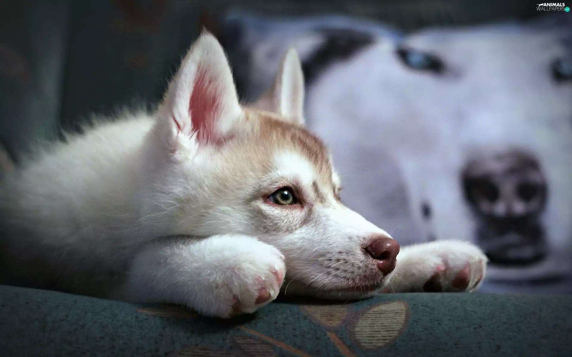 young, Siberian Husky