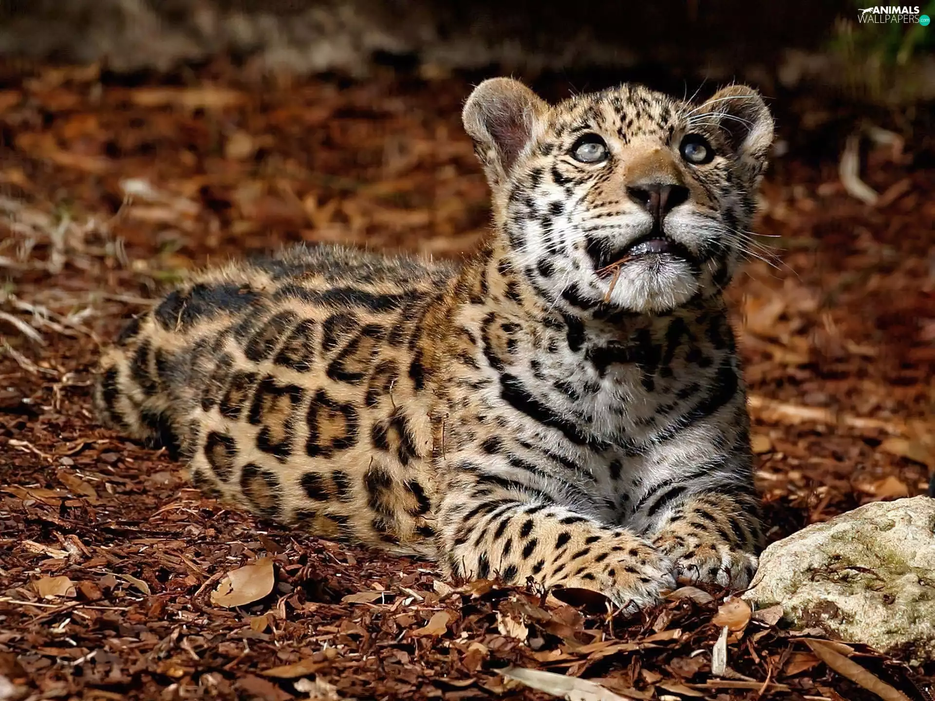 young, Jaguar