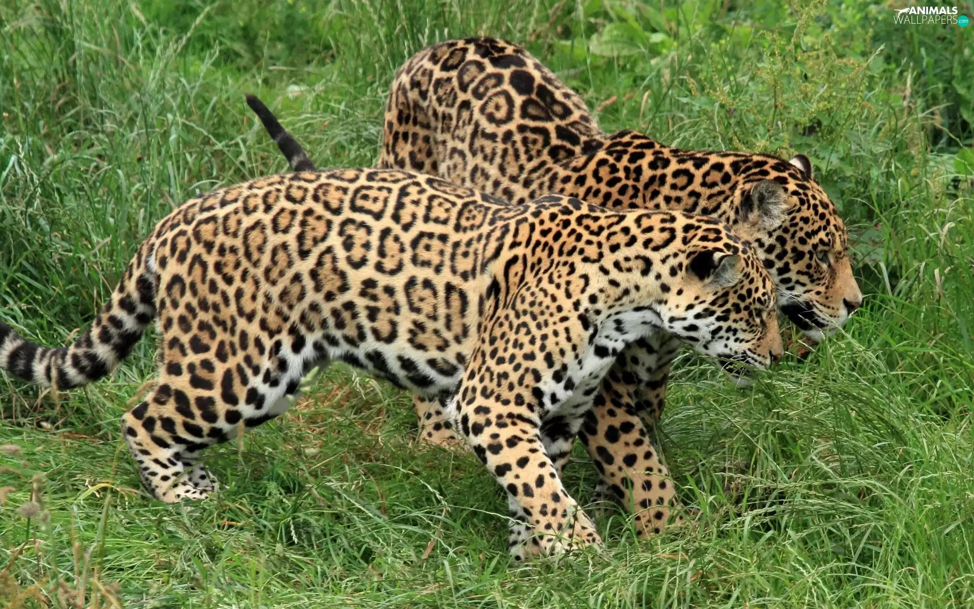 young, Jaguars