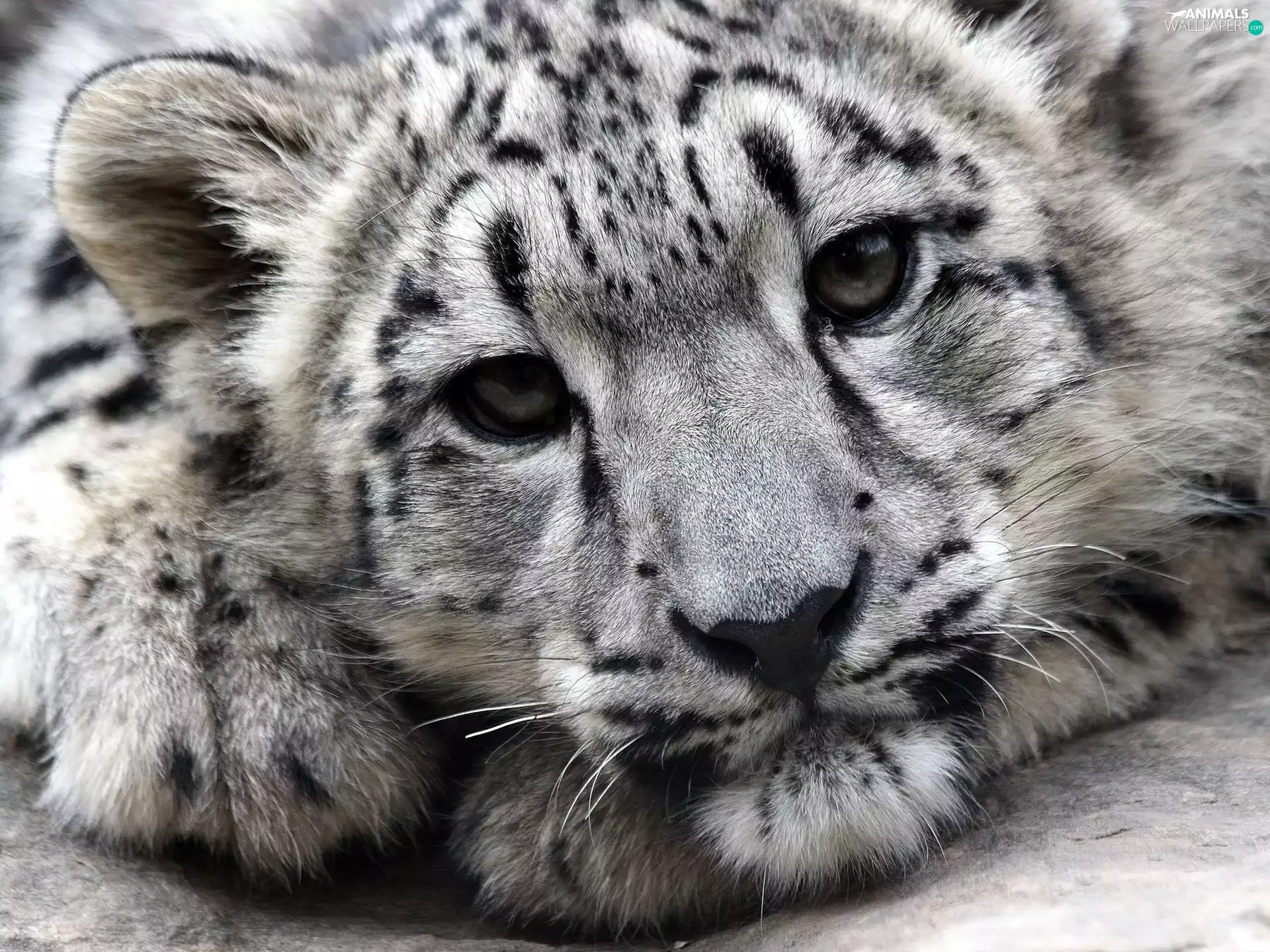 young, snow leopard
