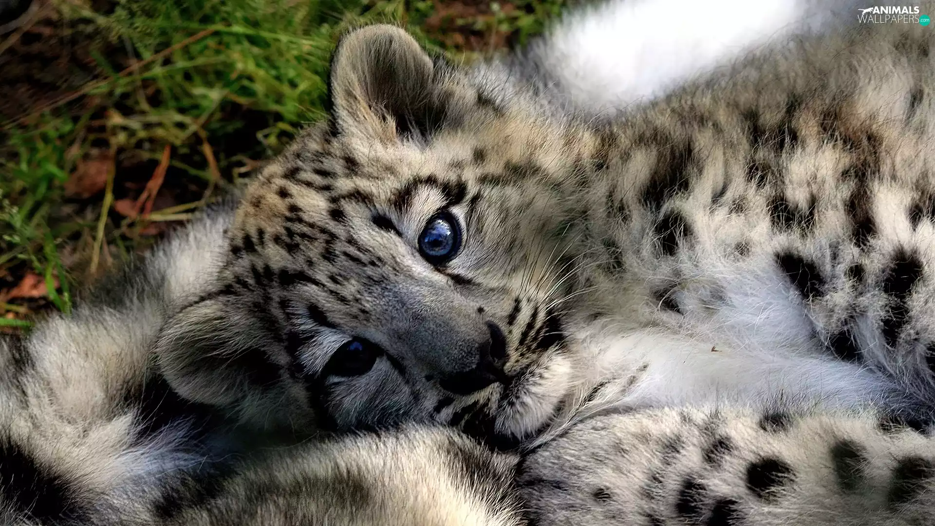 young, snow leopard