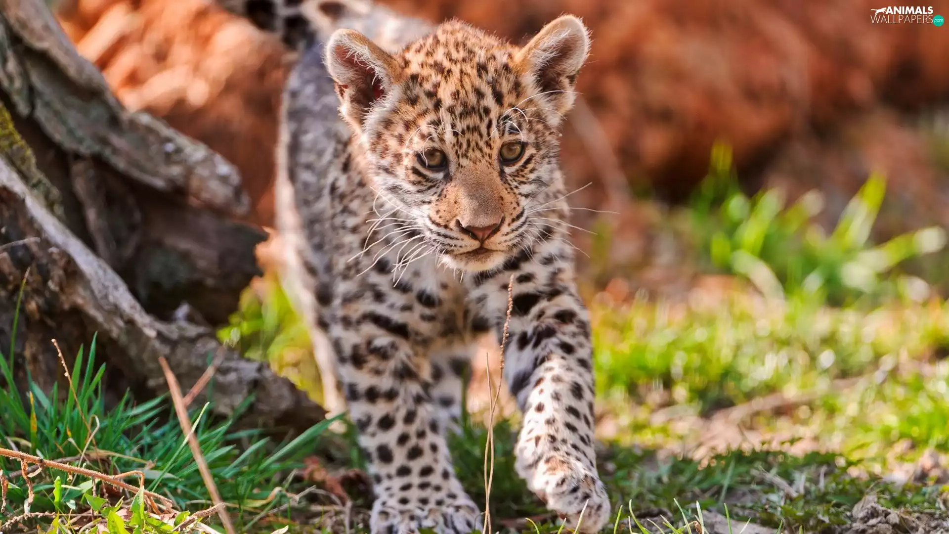 young, Leopards