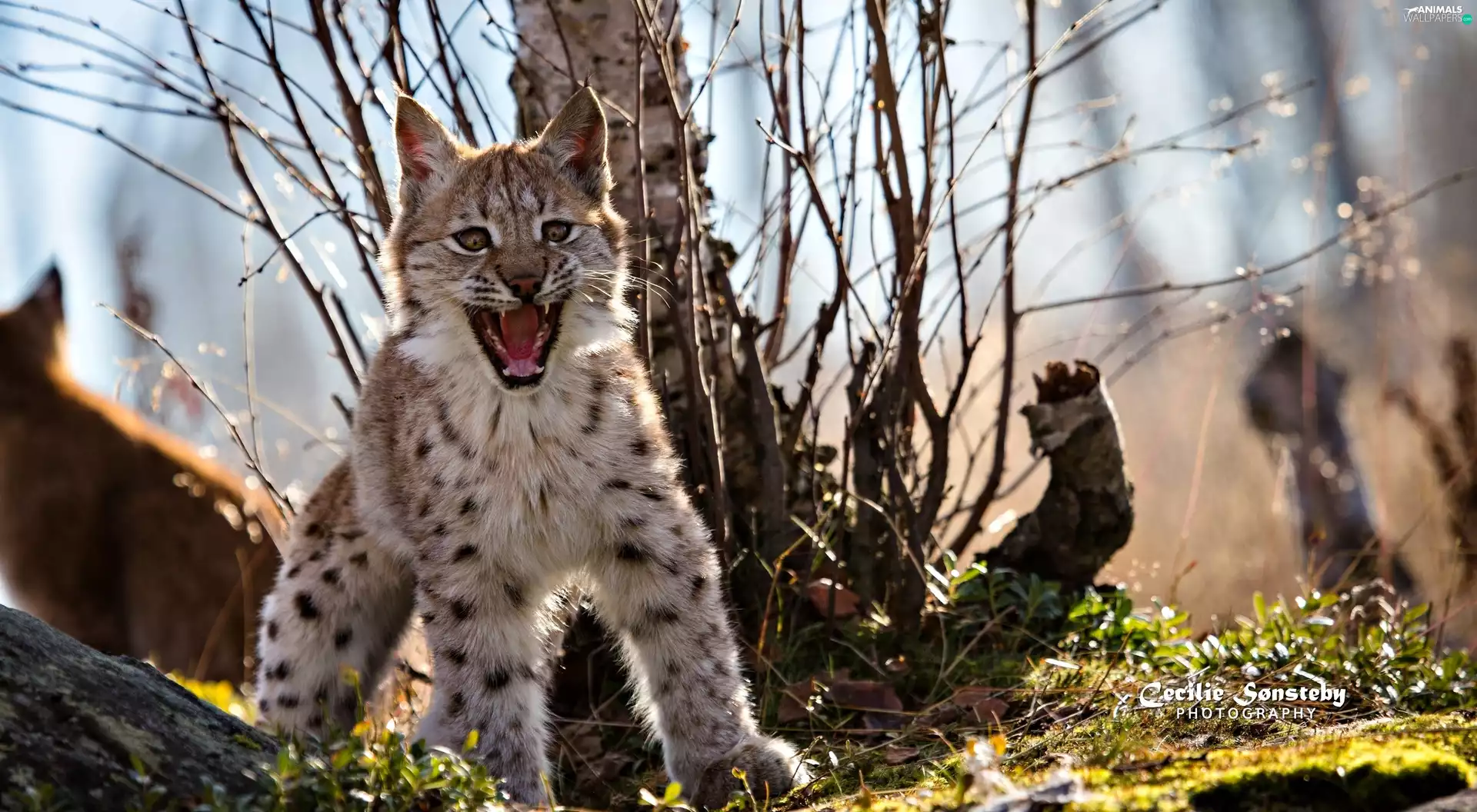 young, Lynx