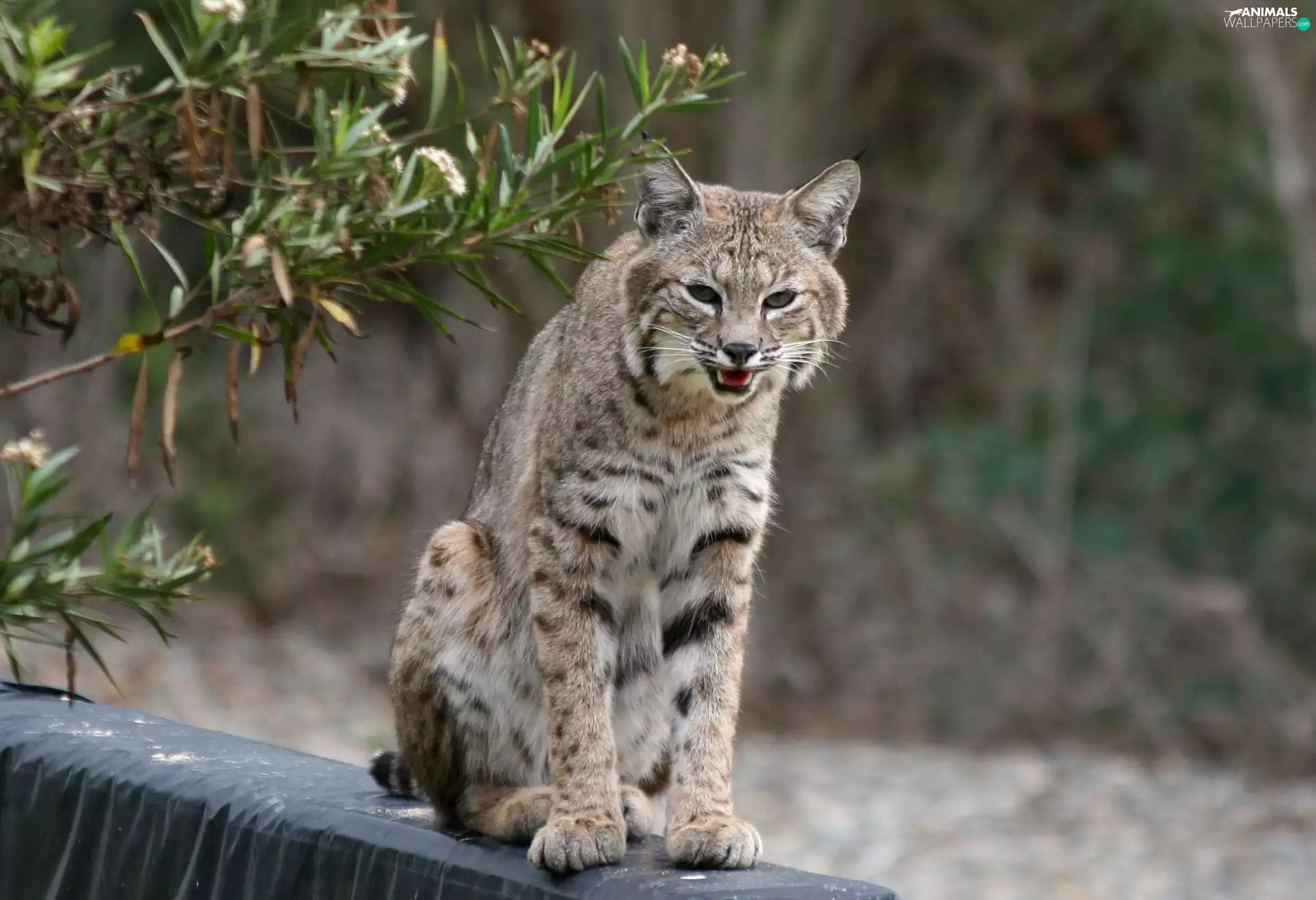 young, Lynx