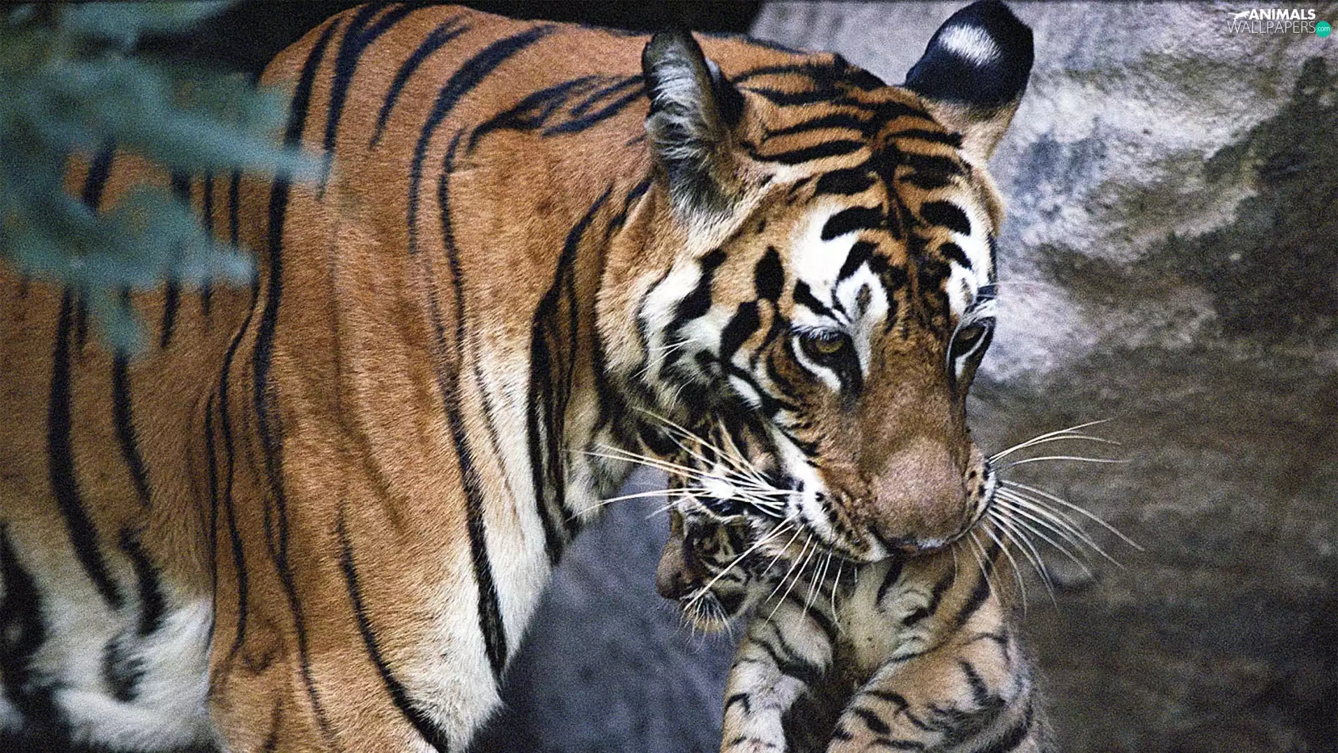 young, Tiger, mother