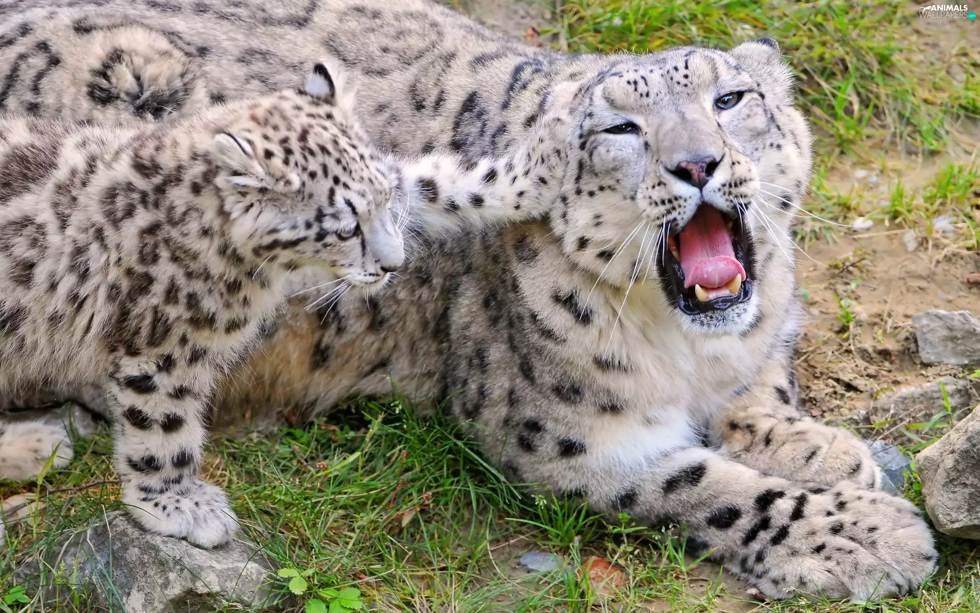 mouth, snow leopard, young