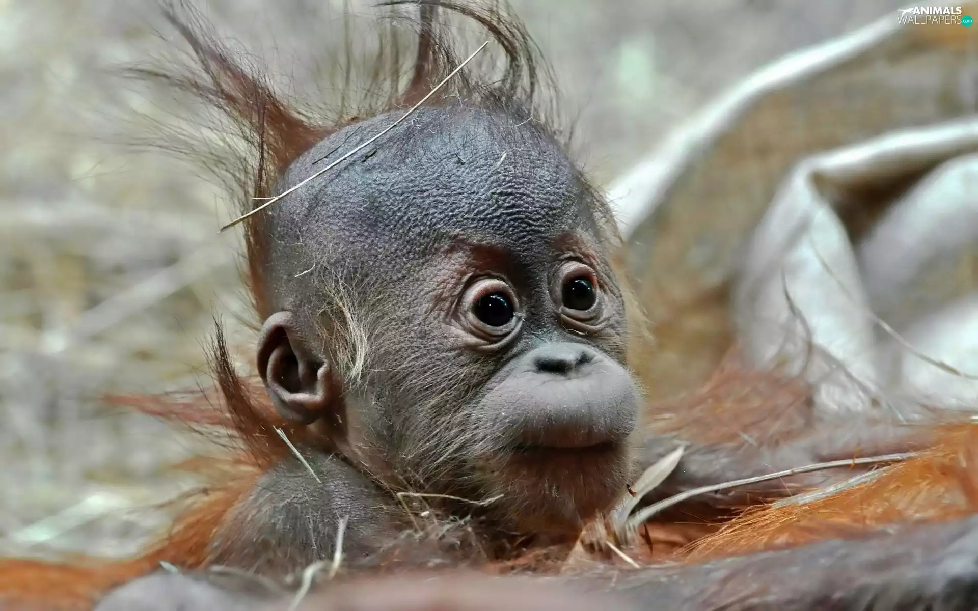 young, orangutan