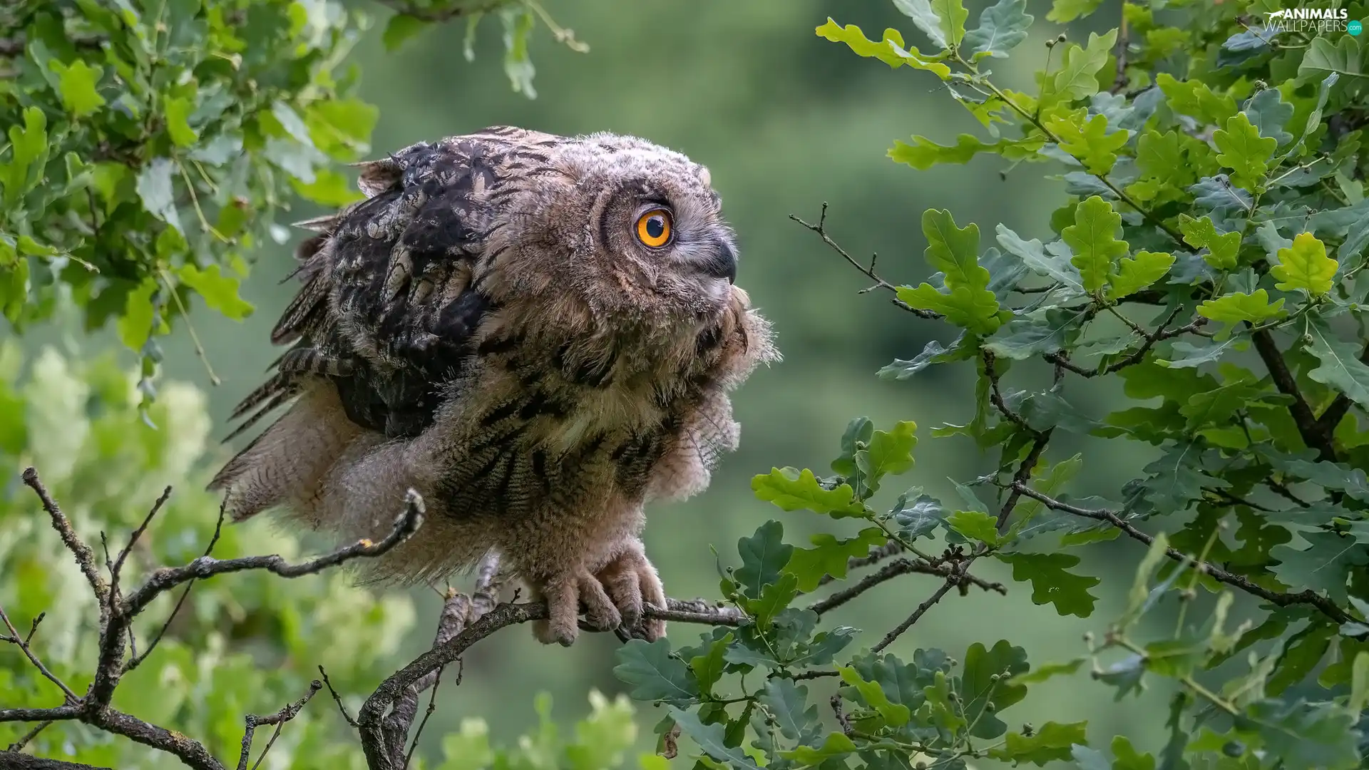 Eurasian Eagle-Owl, owl, oak, Leaf, trees, young