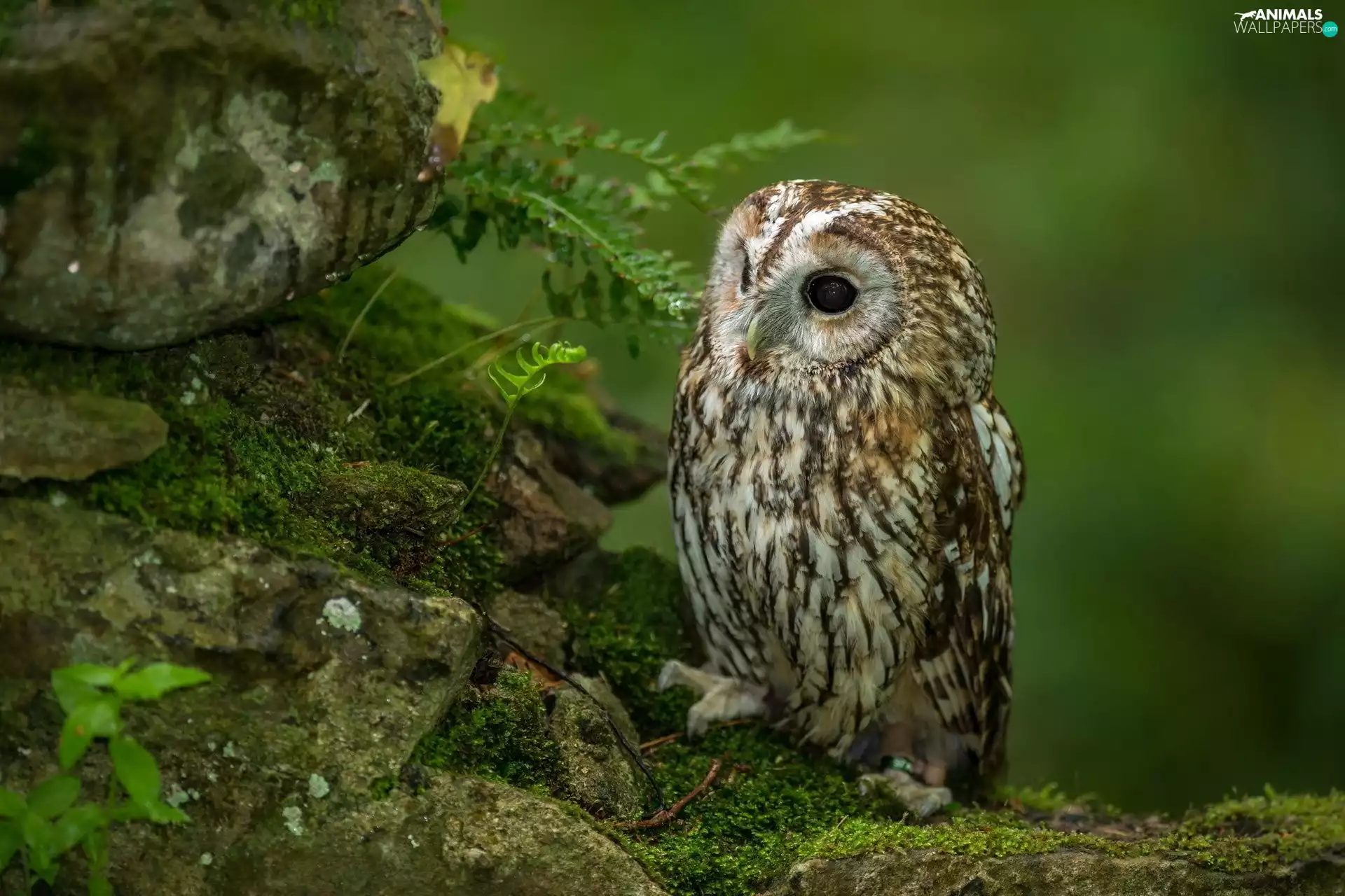 young, owl
