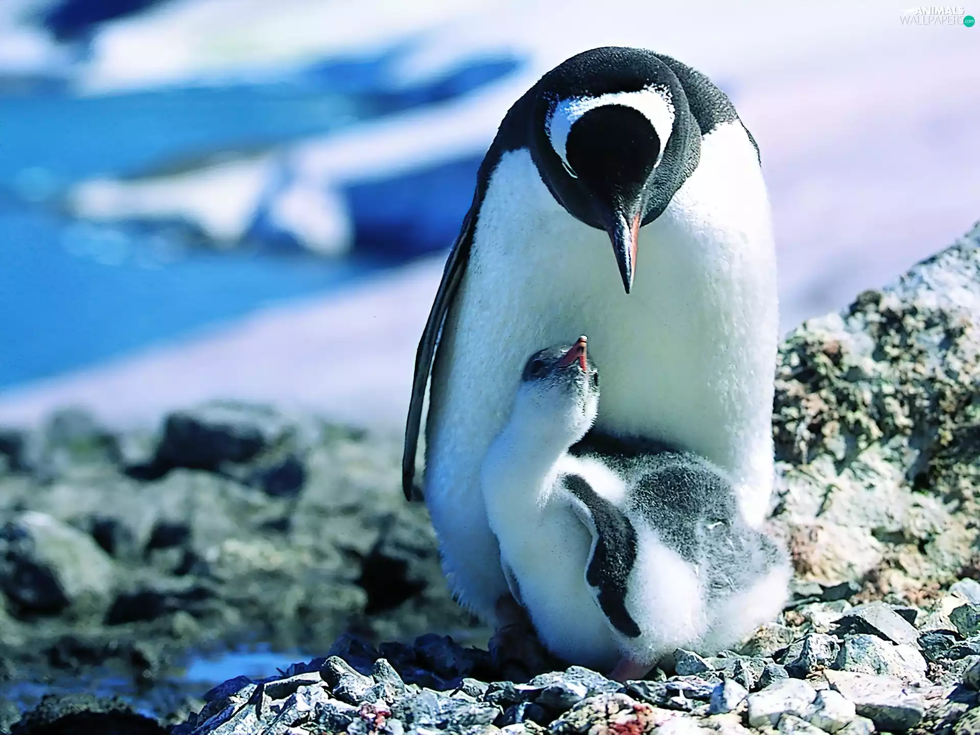 young, mother, penguin