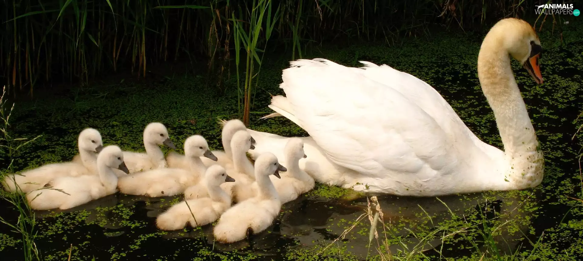 Pond - car, Swans, young