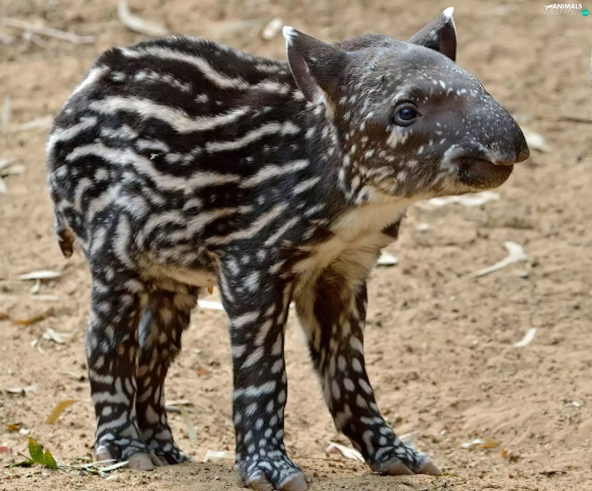 young, Tapir