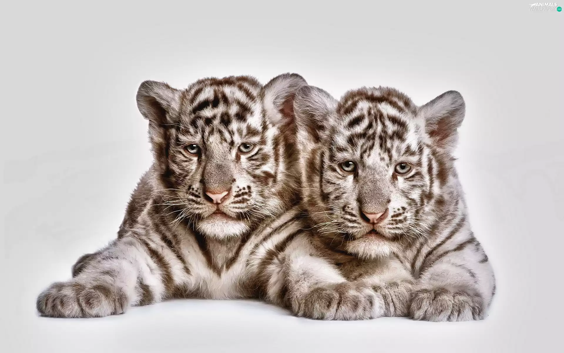 Tigers, Two cars, young
