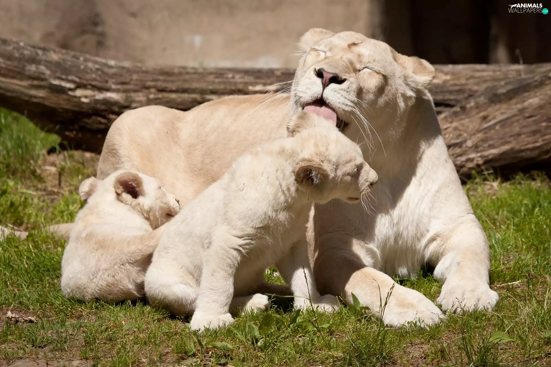 Lioness, young, tigers, Two cars