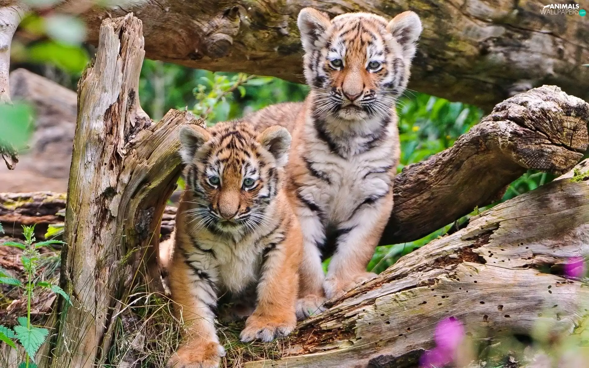 Tigers, Two cars, young