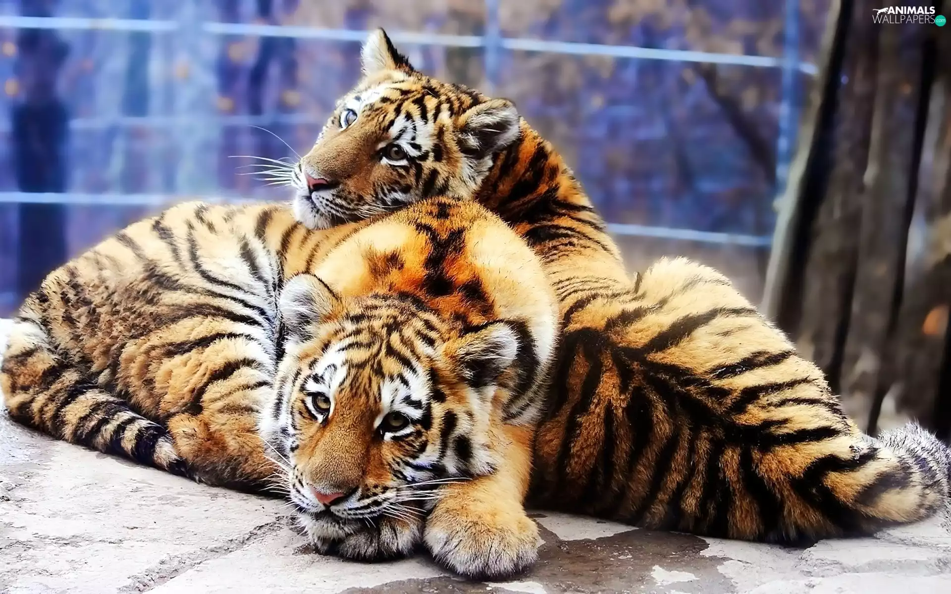 tigress, Two cars, young