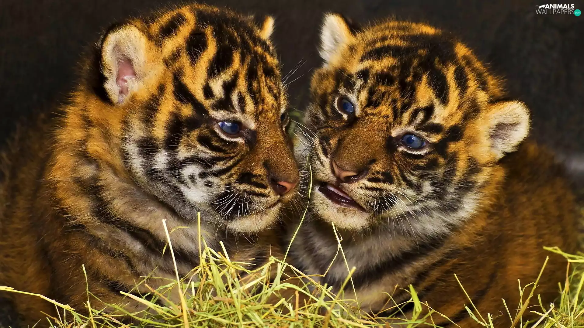tigress, Two cars, young