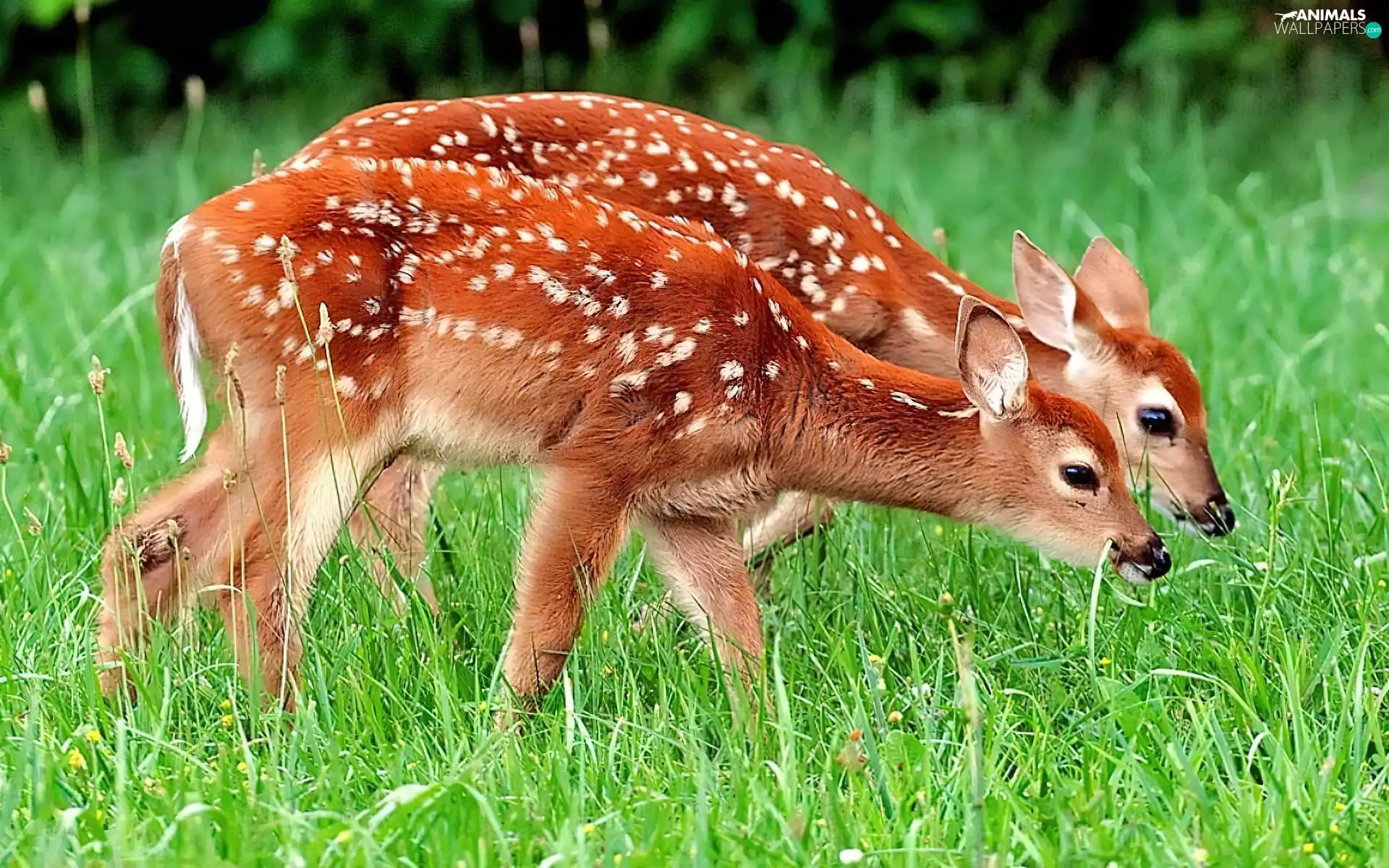 Two, deer, grass, young