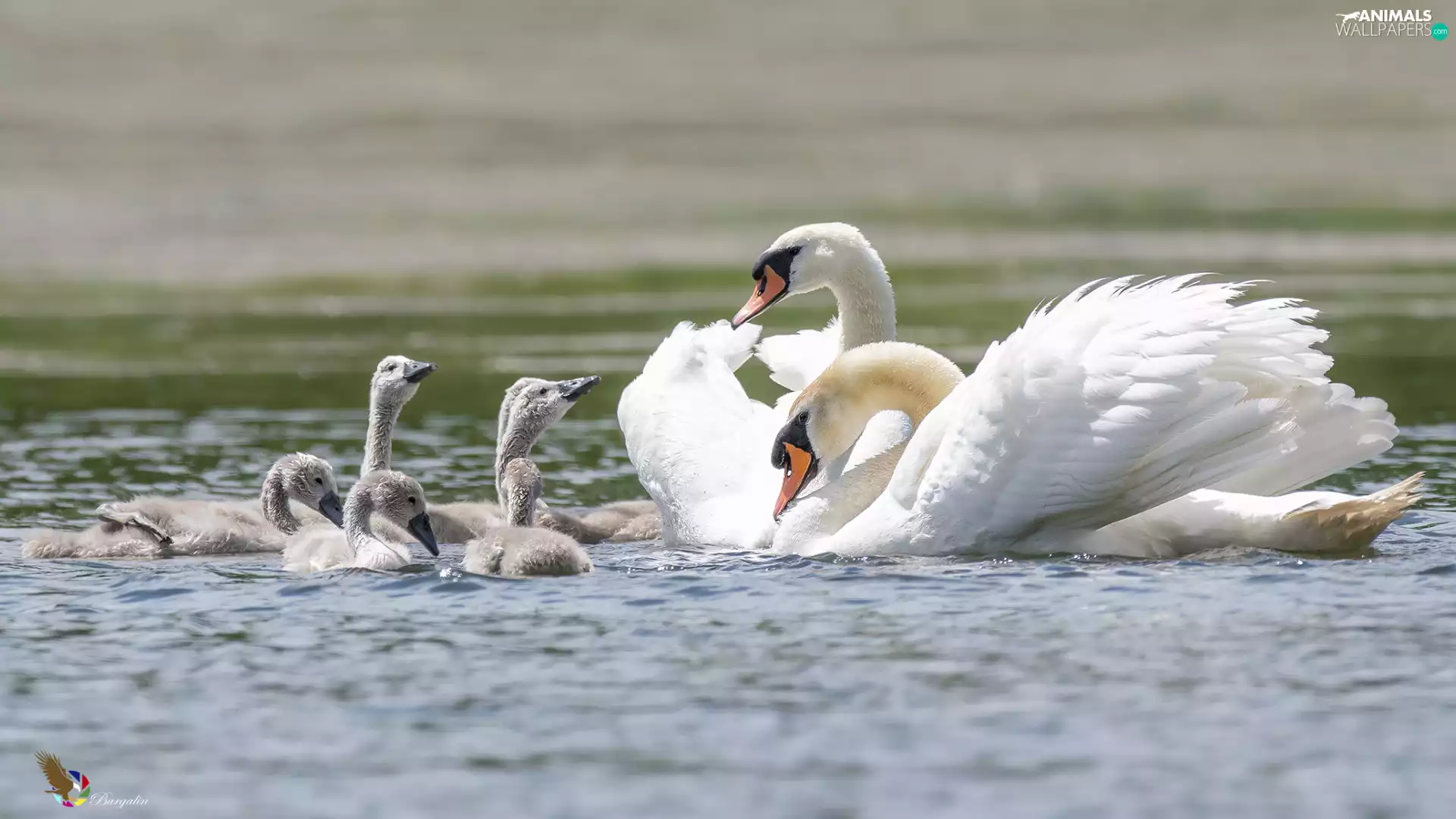 Family, young, White, Swan, birds