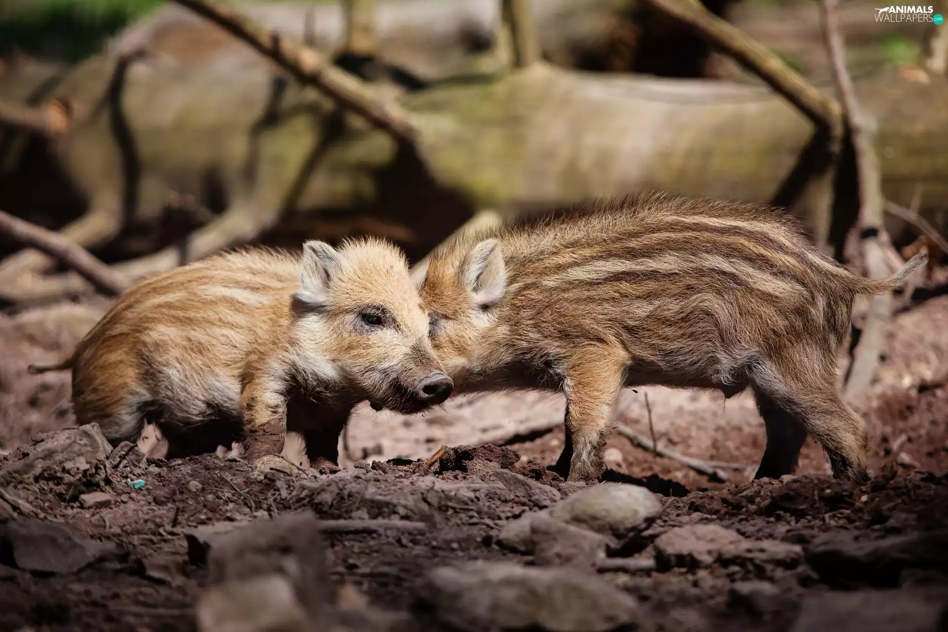 wild, Two cars, young