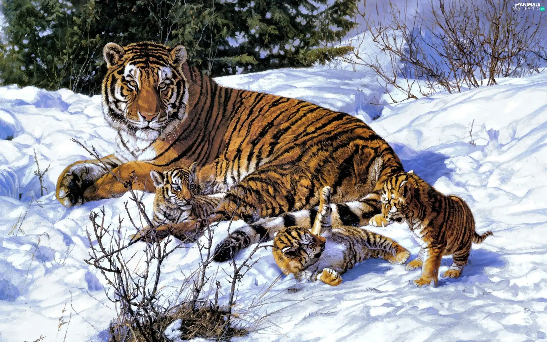 winter, Three, young, tiger