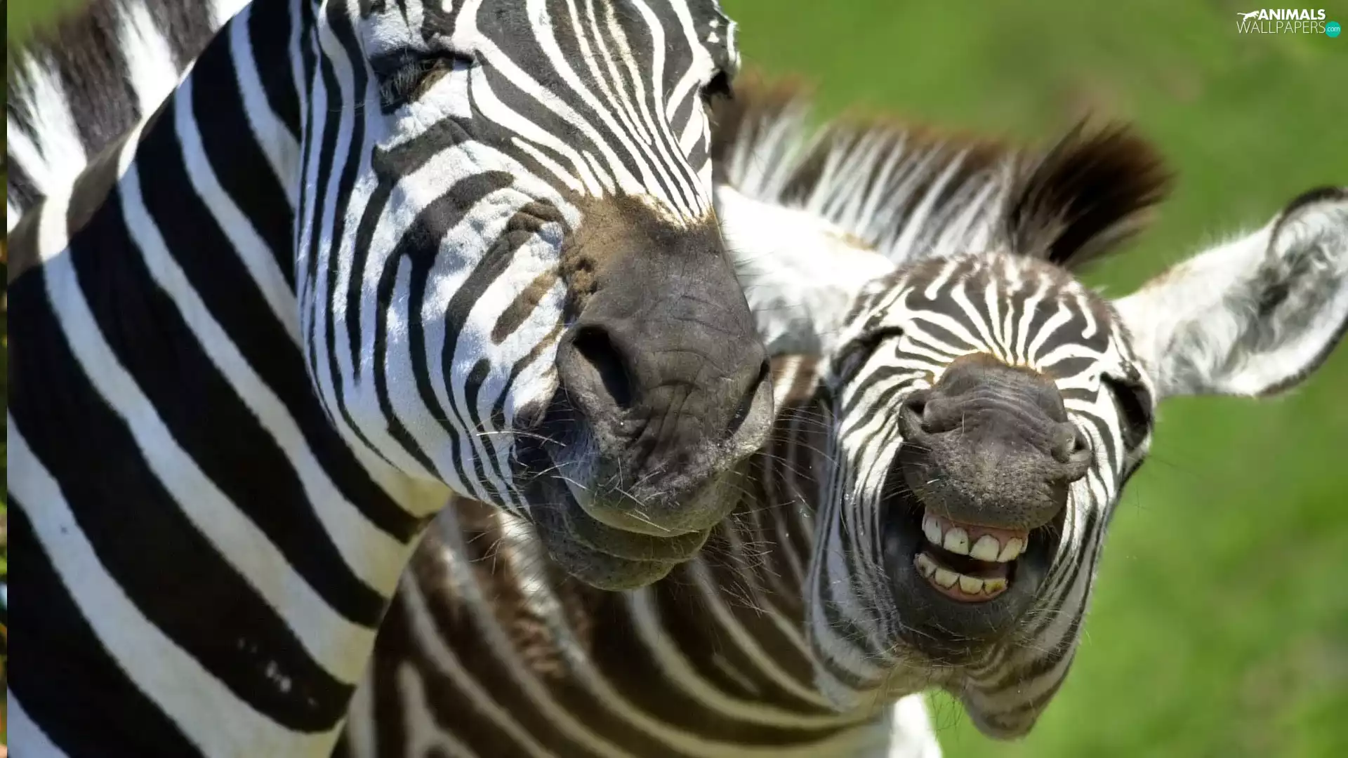 zebra