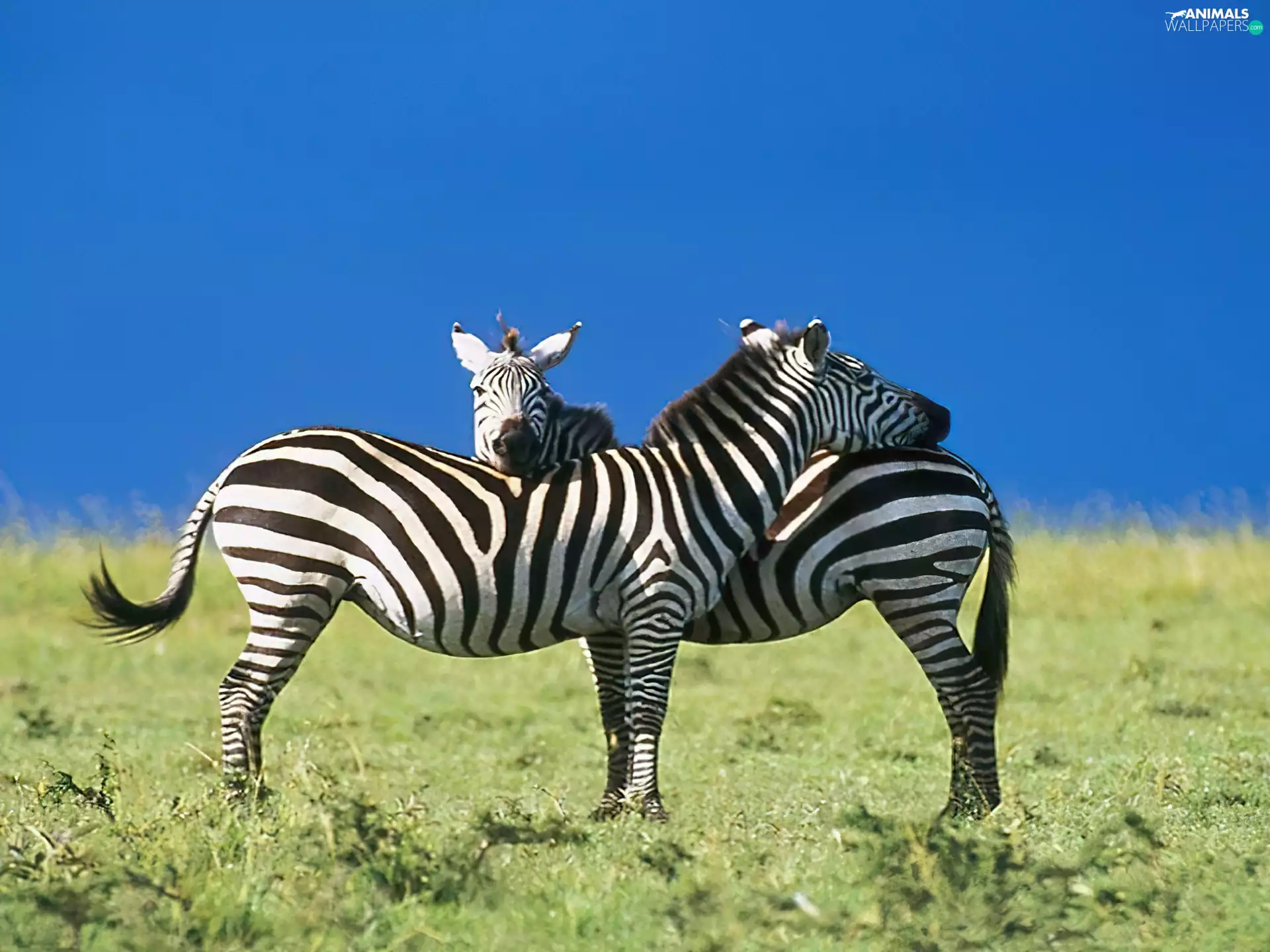zebra