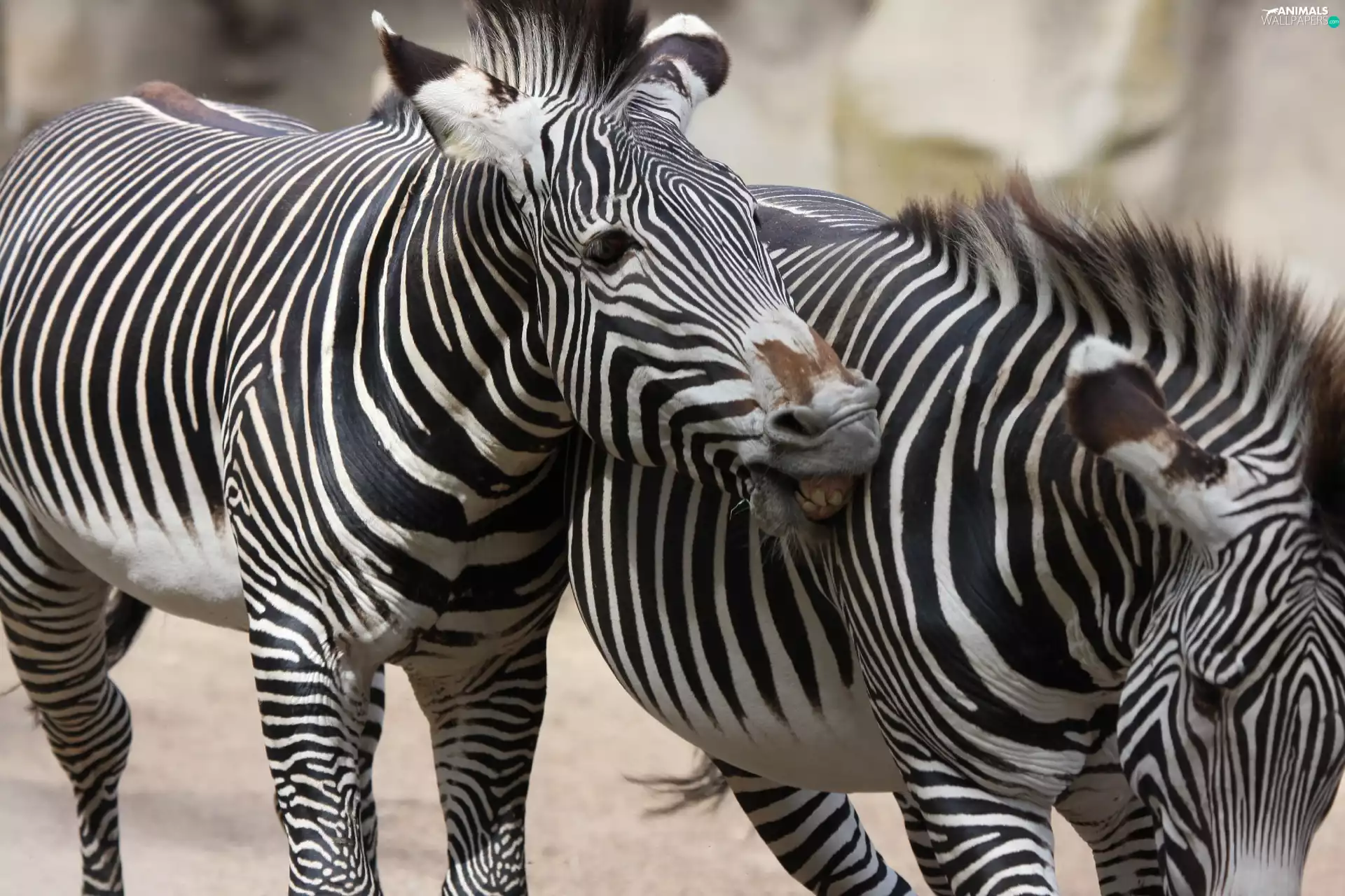 zebra