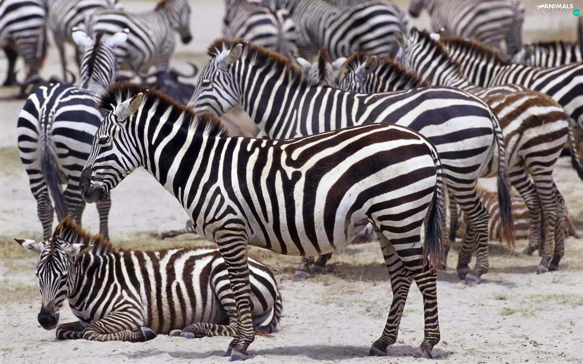 zebra, Africa