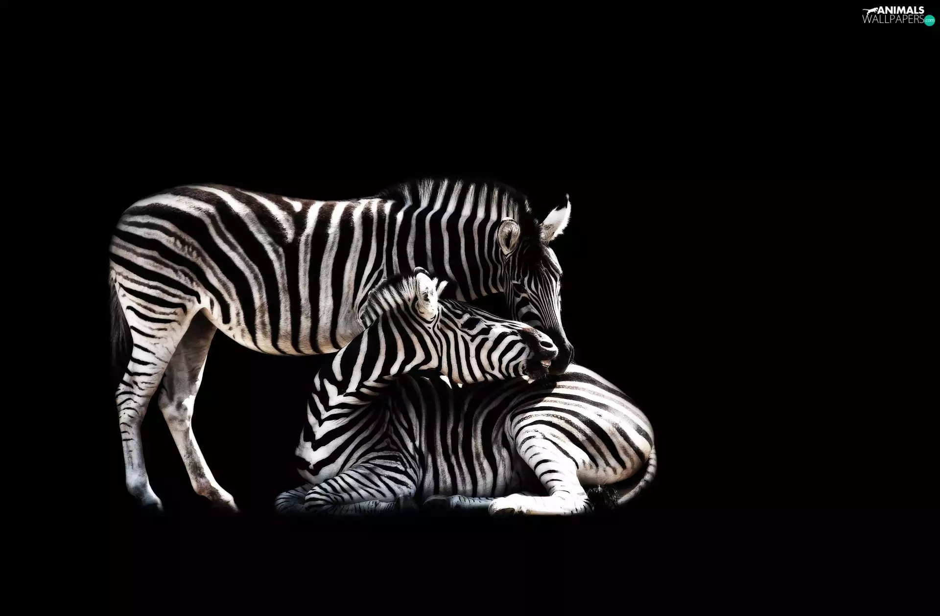 black background, Two, zebra