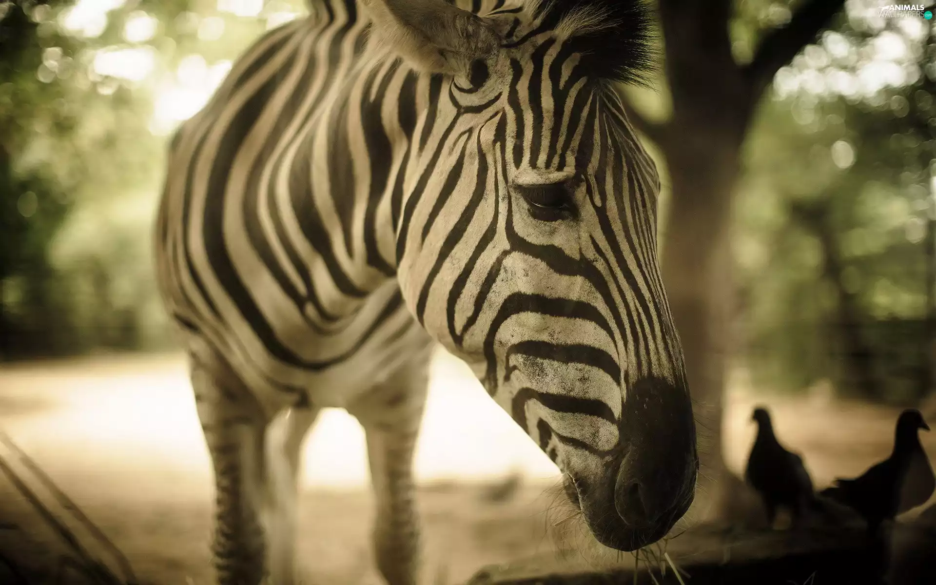 Zebra, blur