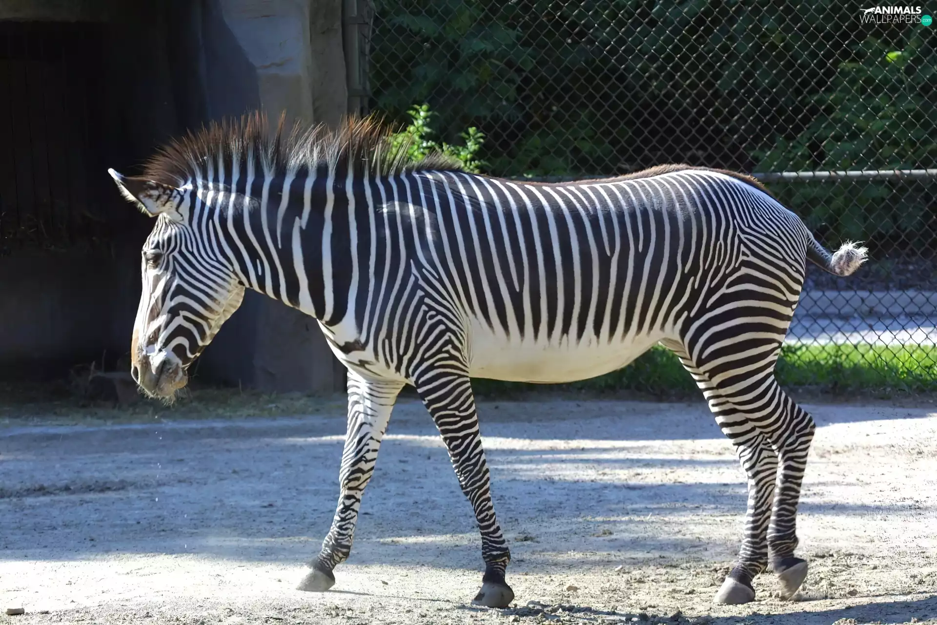 Zebra, Fance