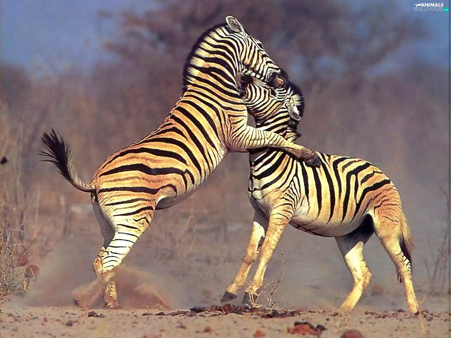 zebra, Fight