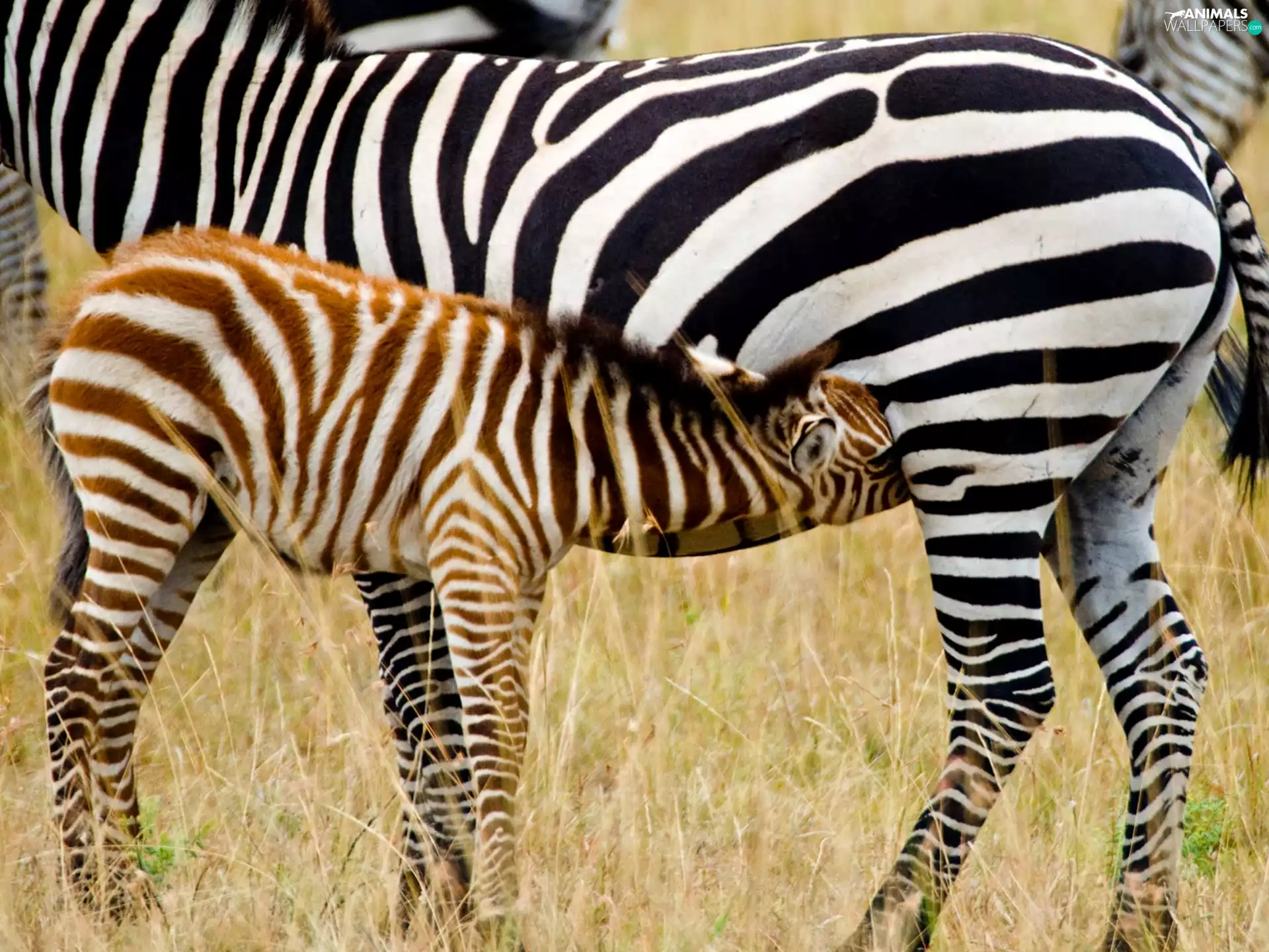 Zebra, foal