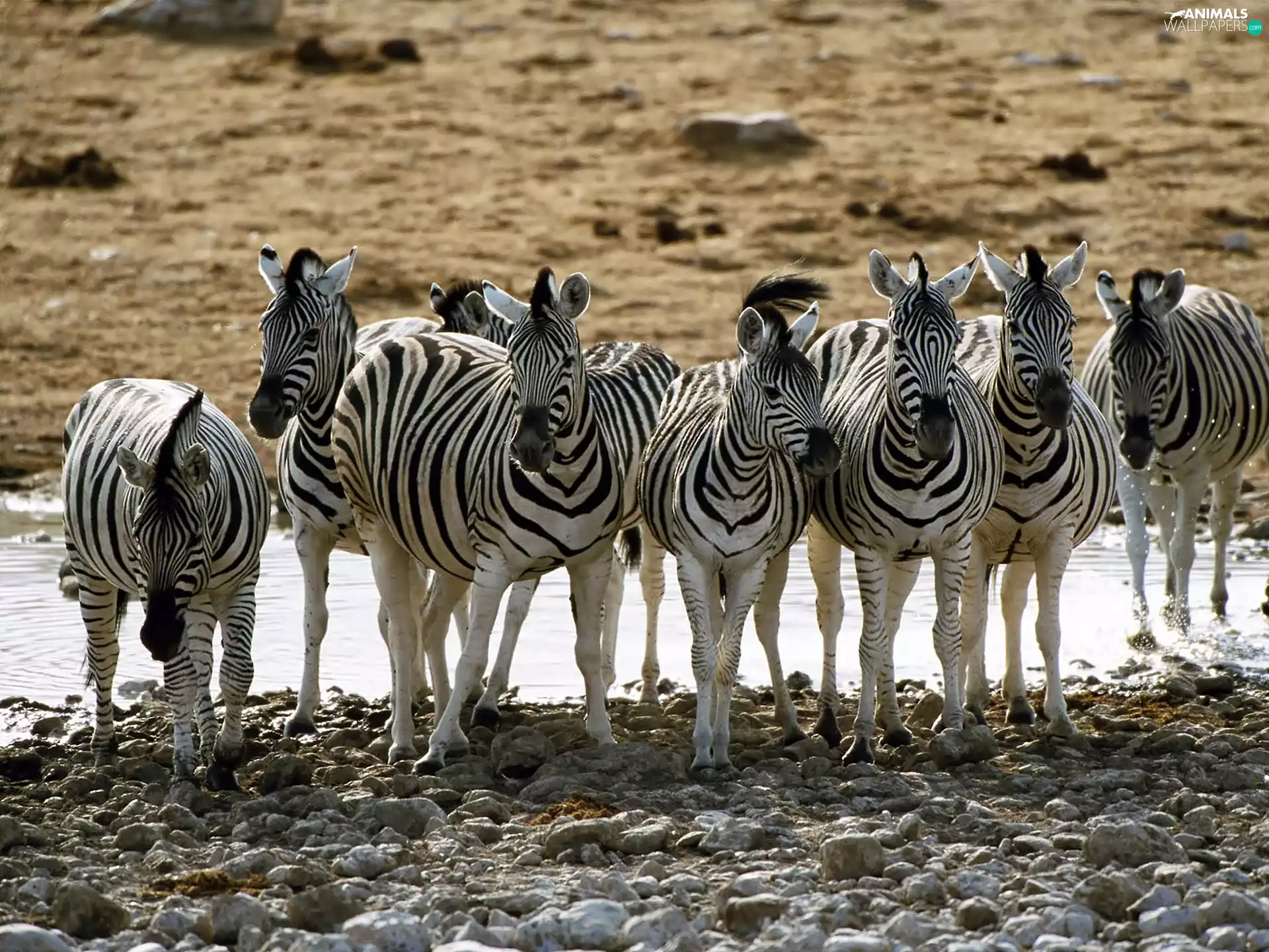 zebra, watering place
