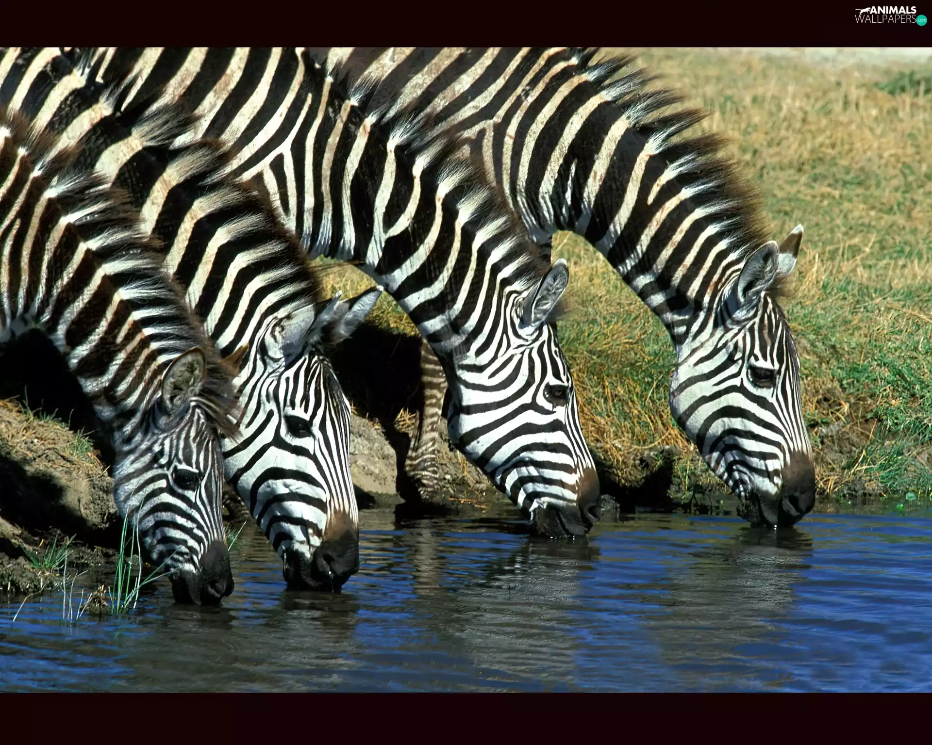 zebra, watering place