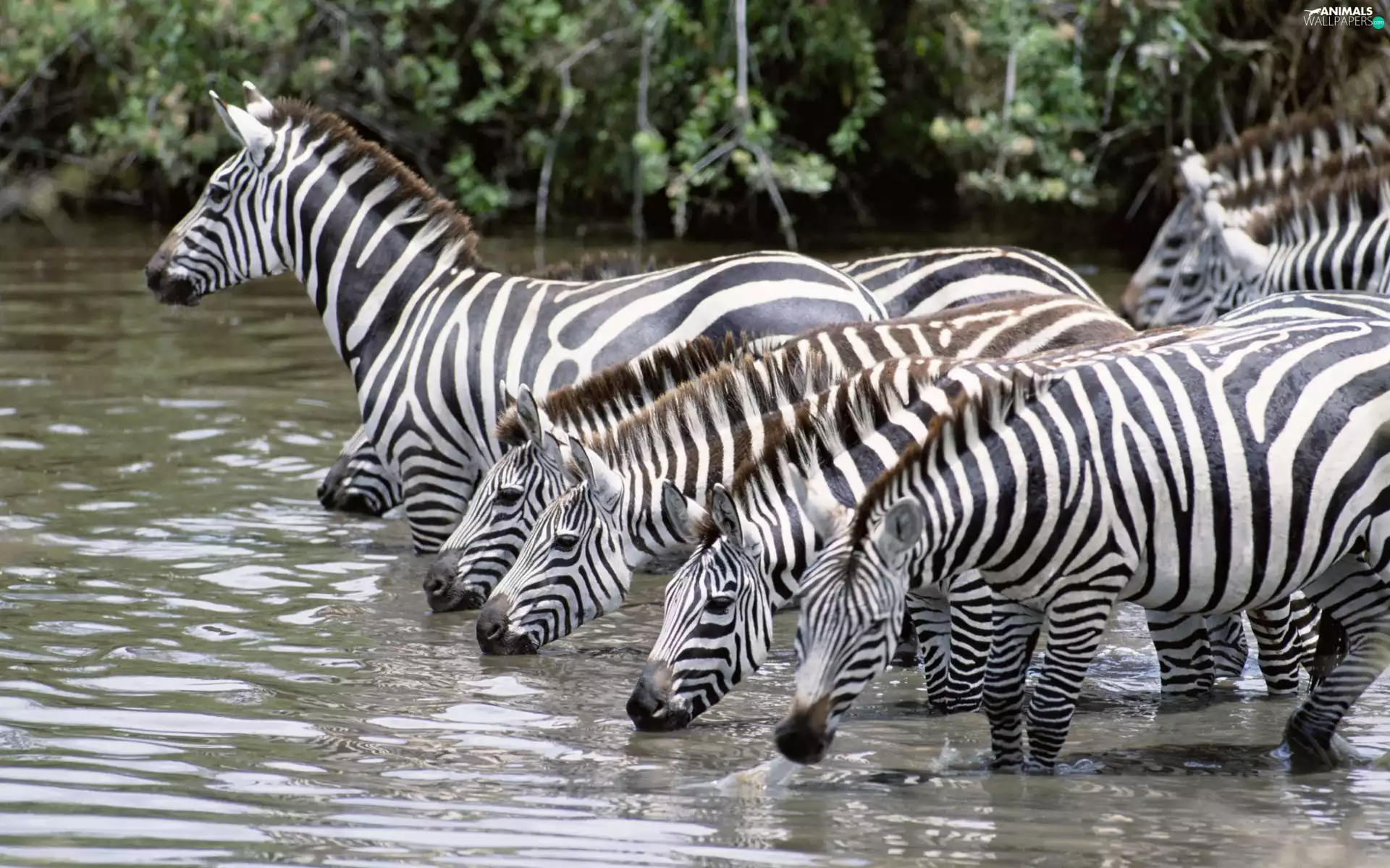 zebra, watering place