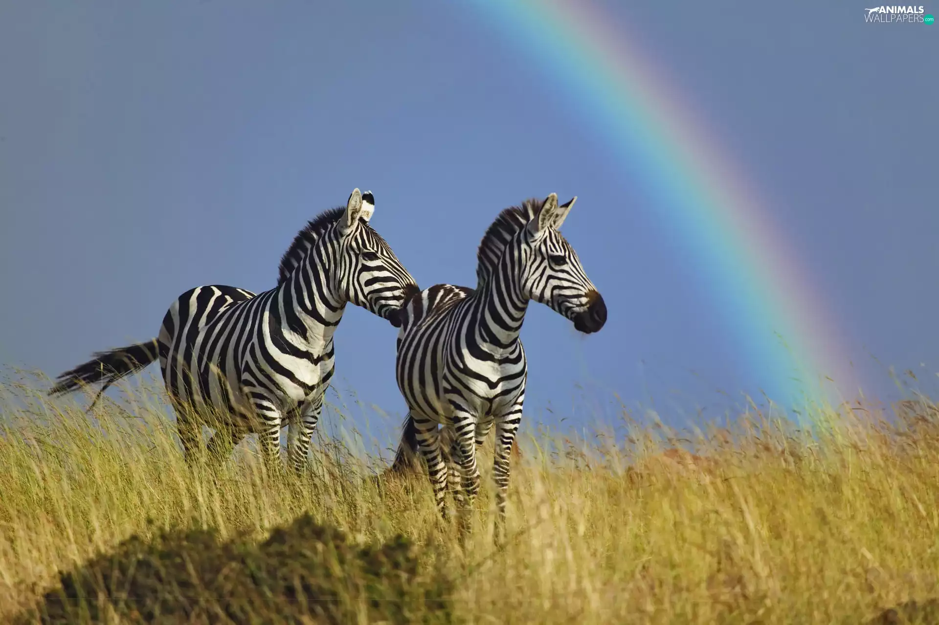 zebra, Great Rainbows