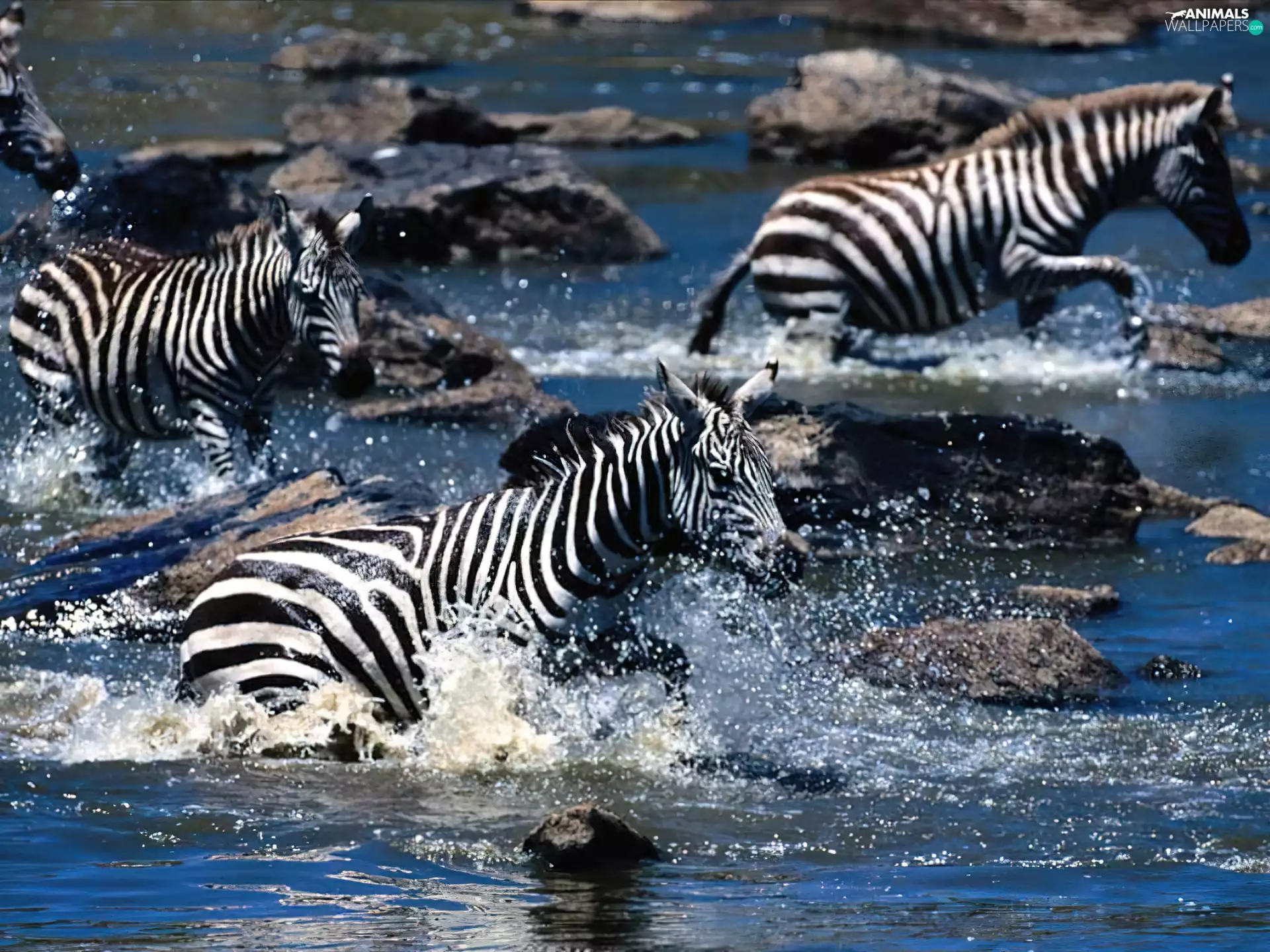 zebra, River