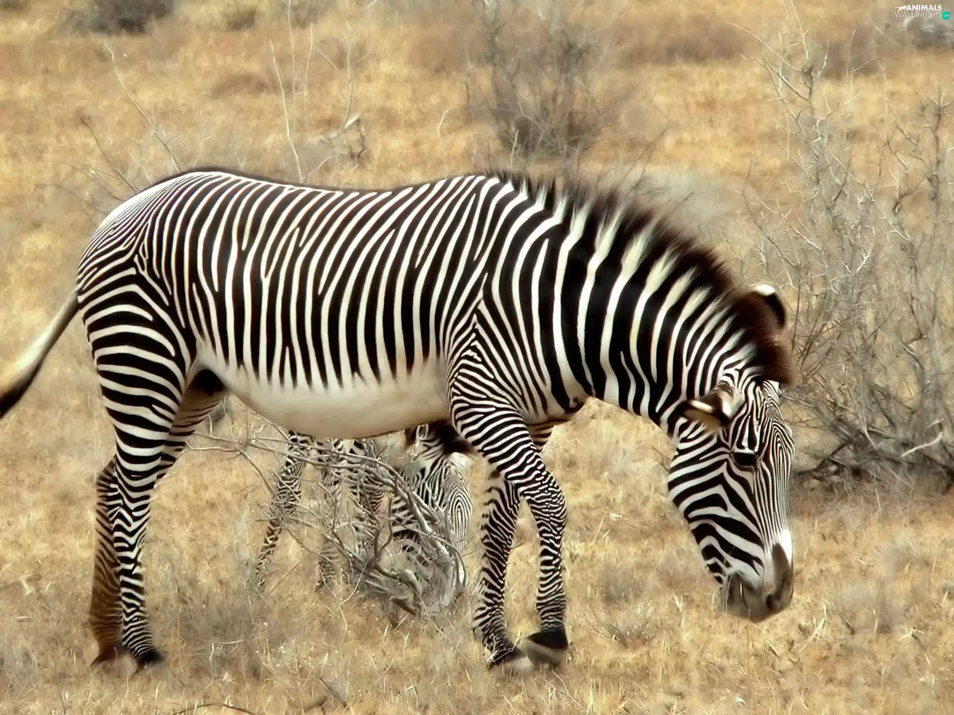 zebra, savanna
