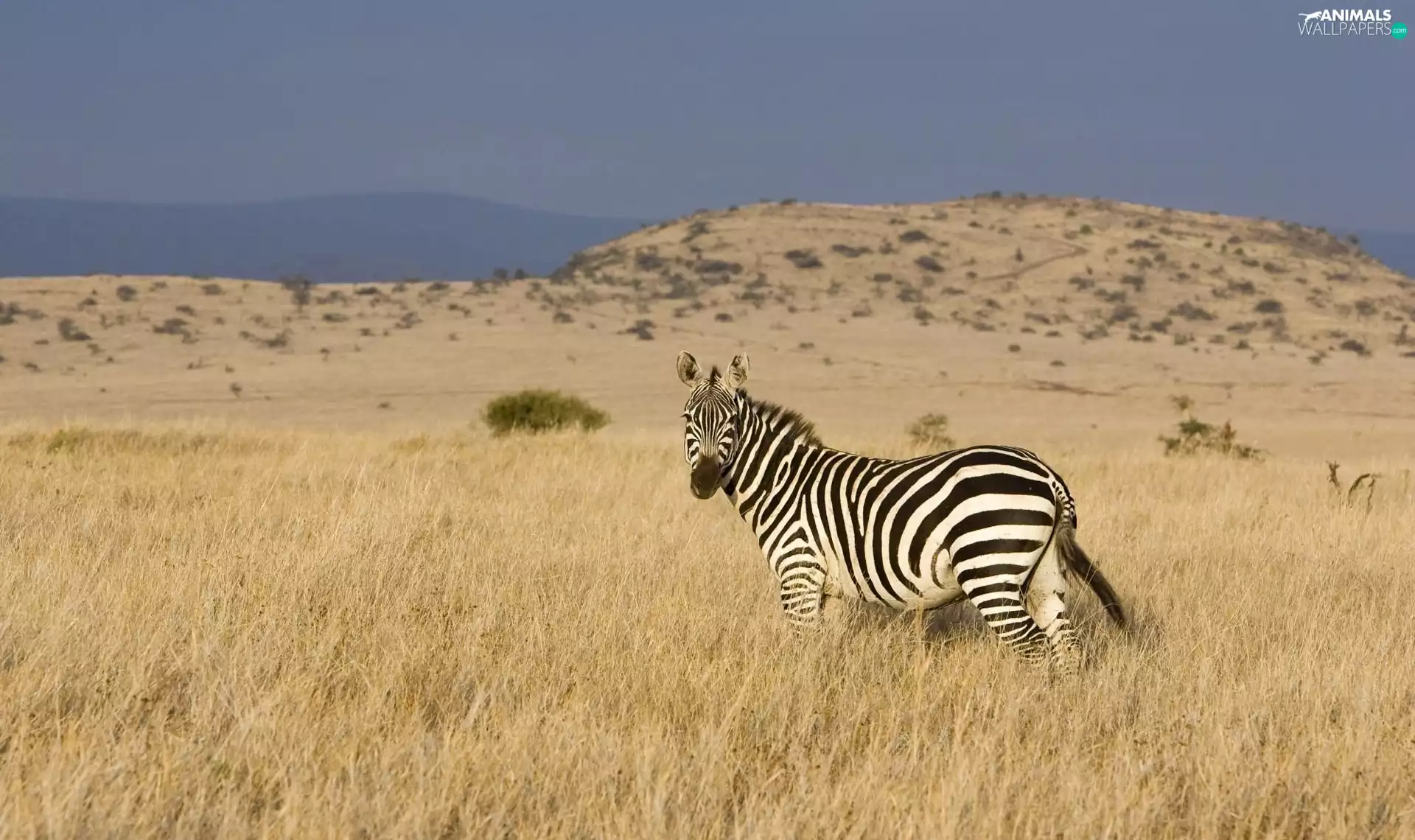 Zebra, savanna