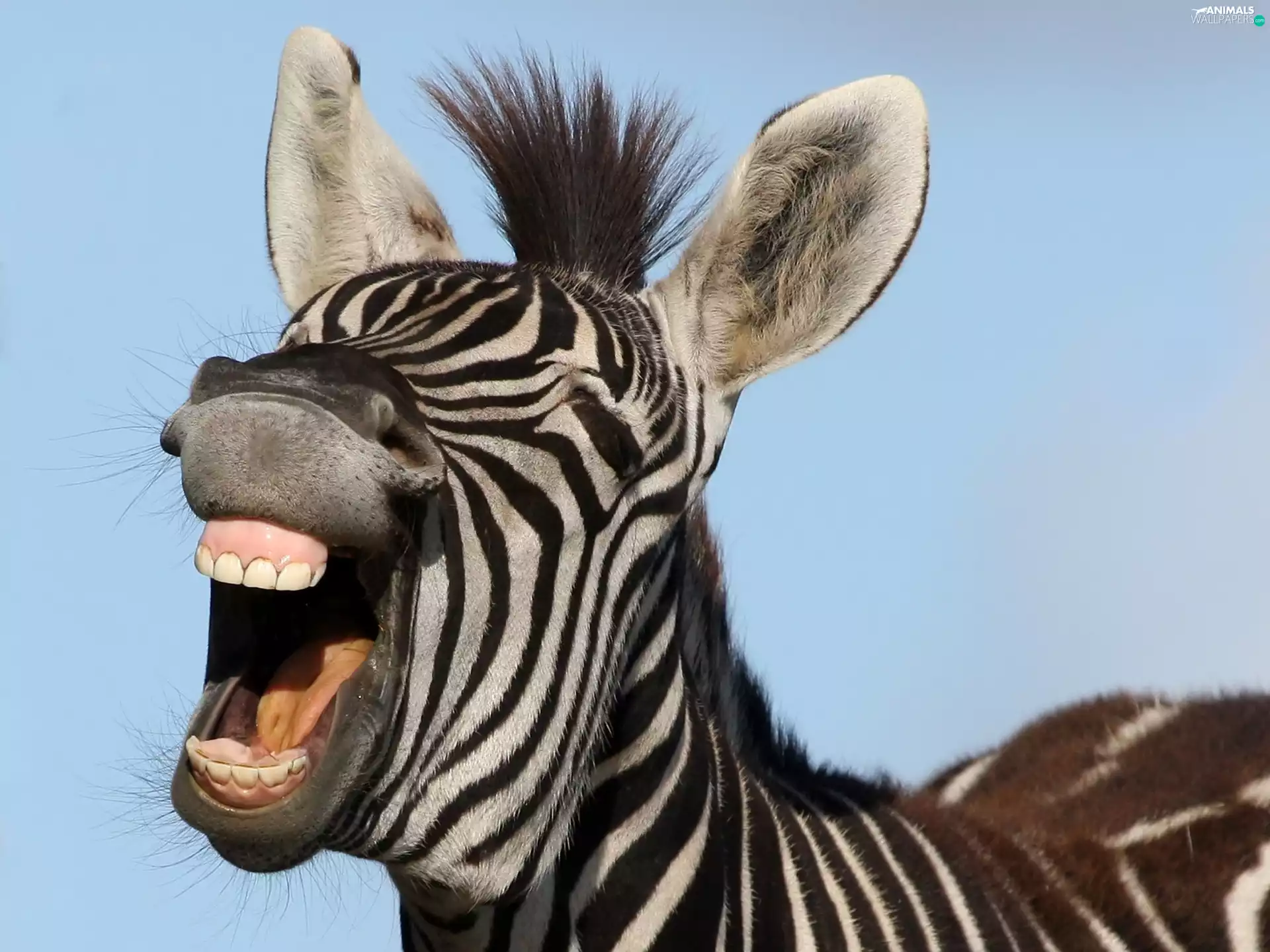 Zebra, Smile