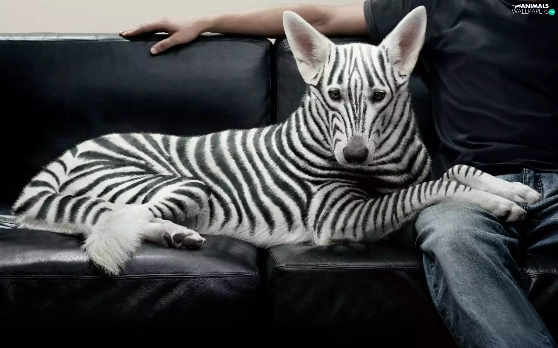zebra, dog, stripes